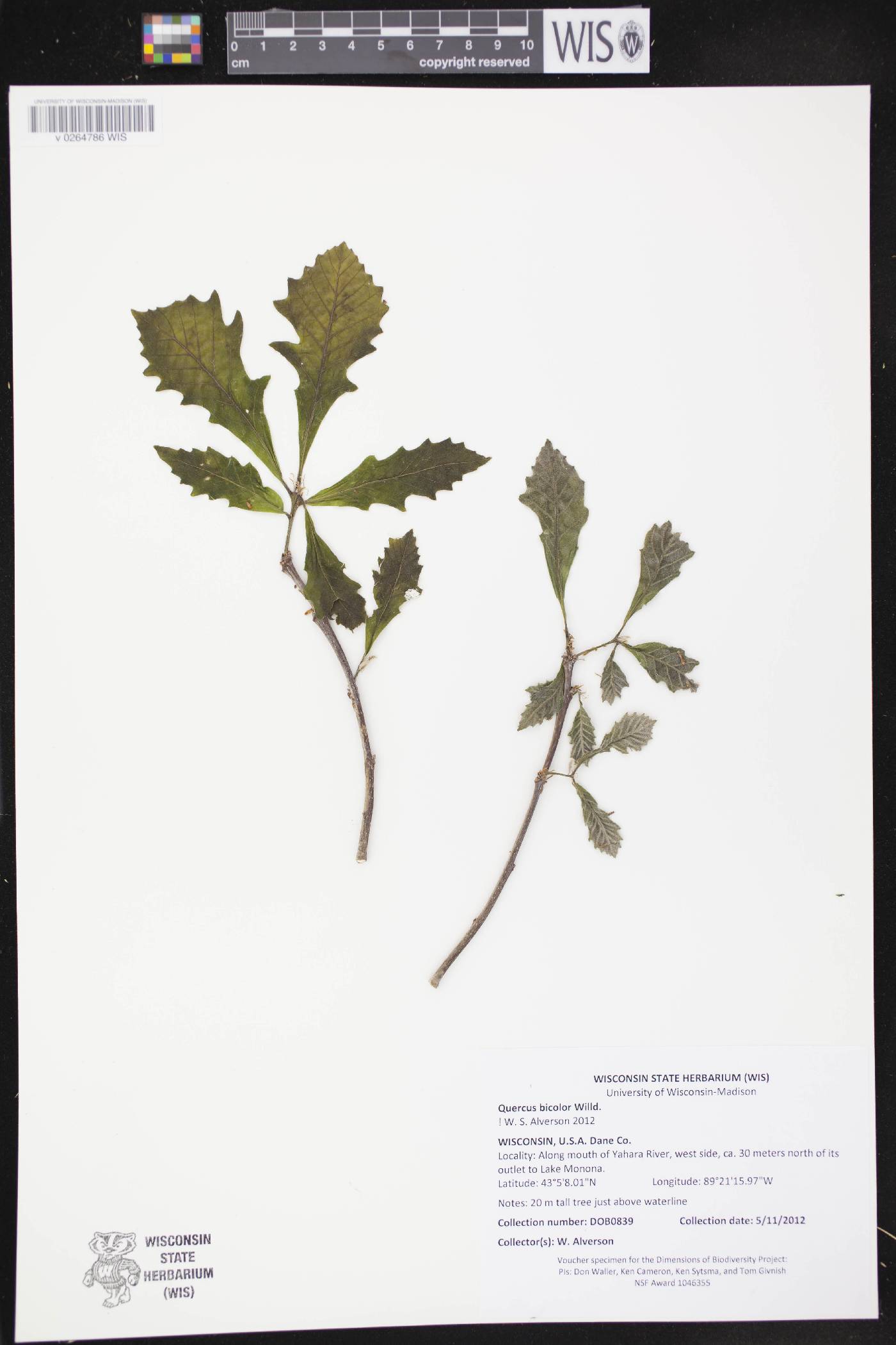 Quercus bicolor image