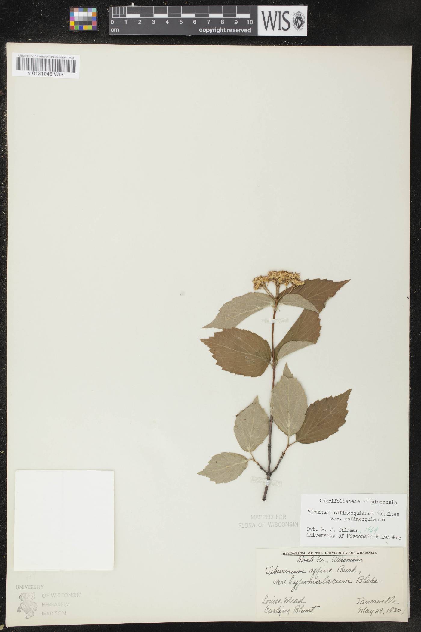 Viburnum rafinesquianum var. rafinesquianum image