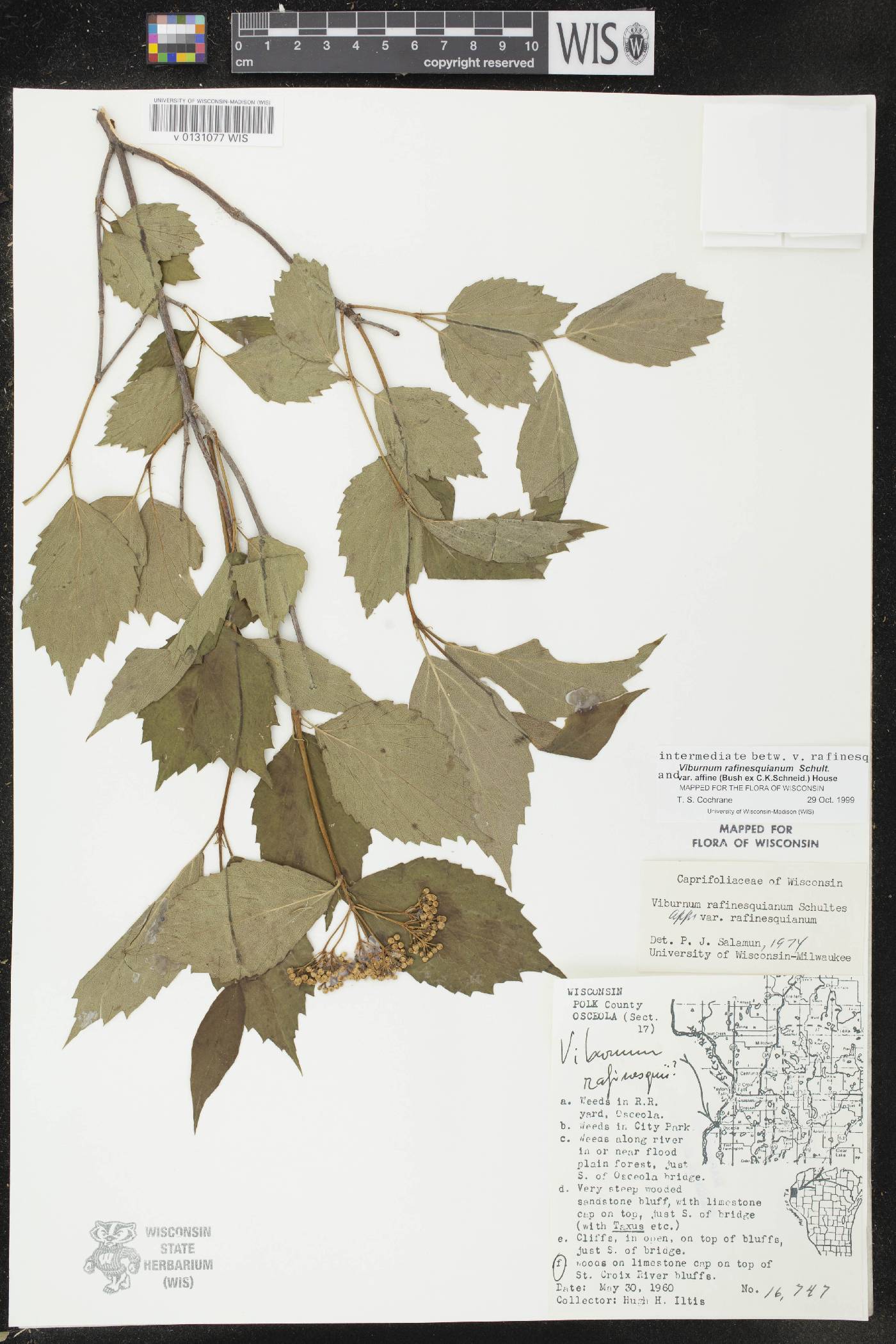 Viburnum rafinesquianum image
