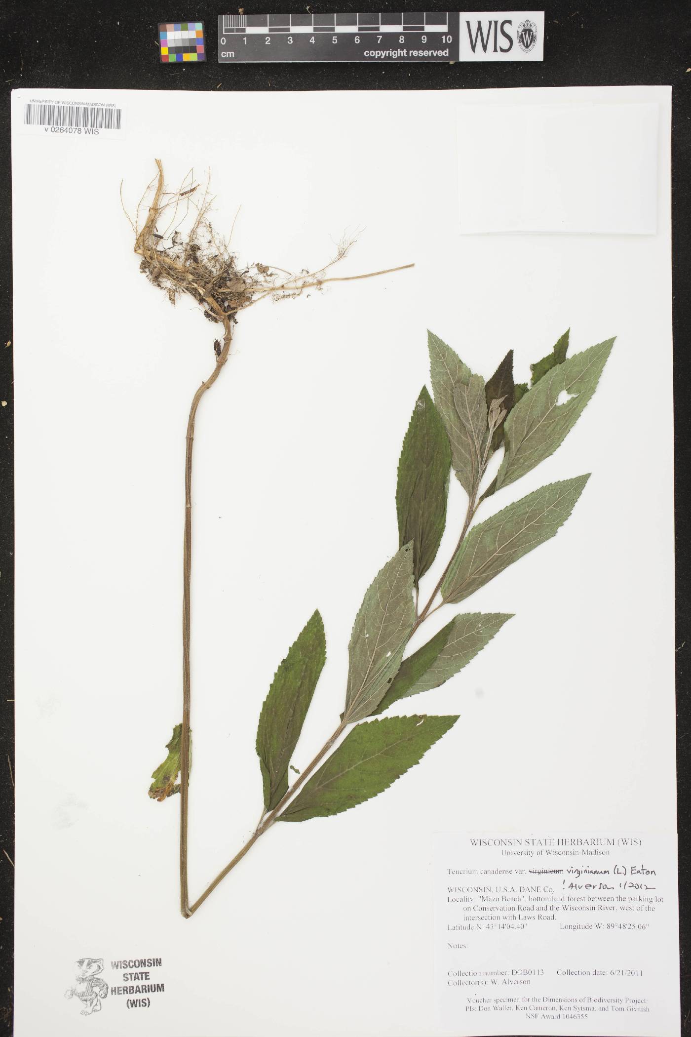 Teucrium canadense var. virginicum image