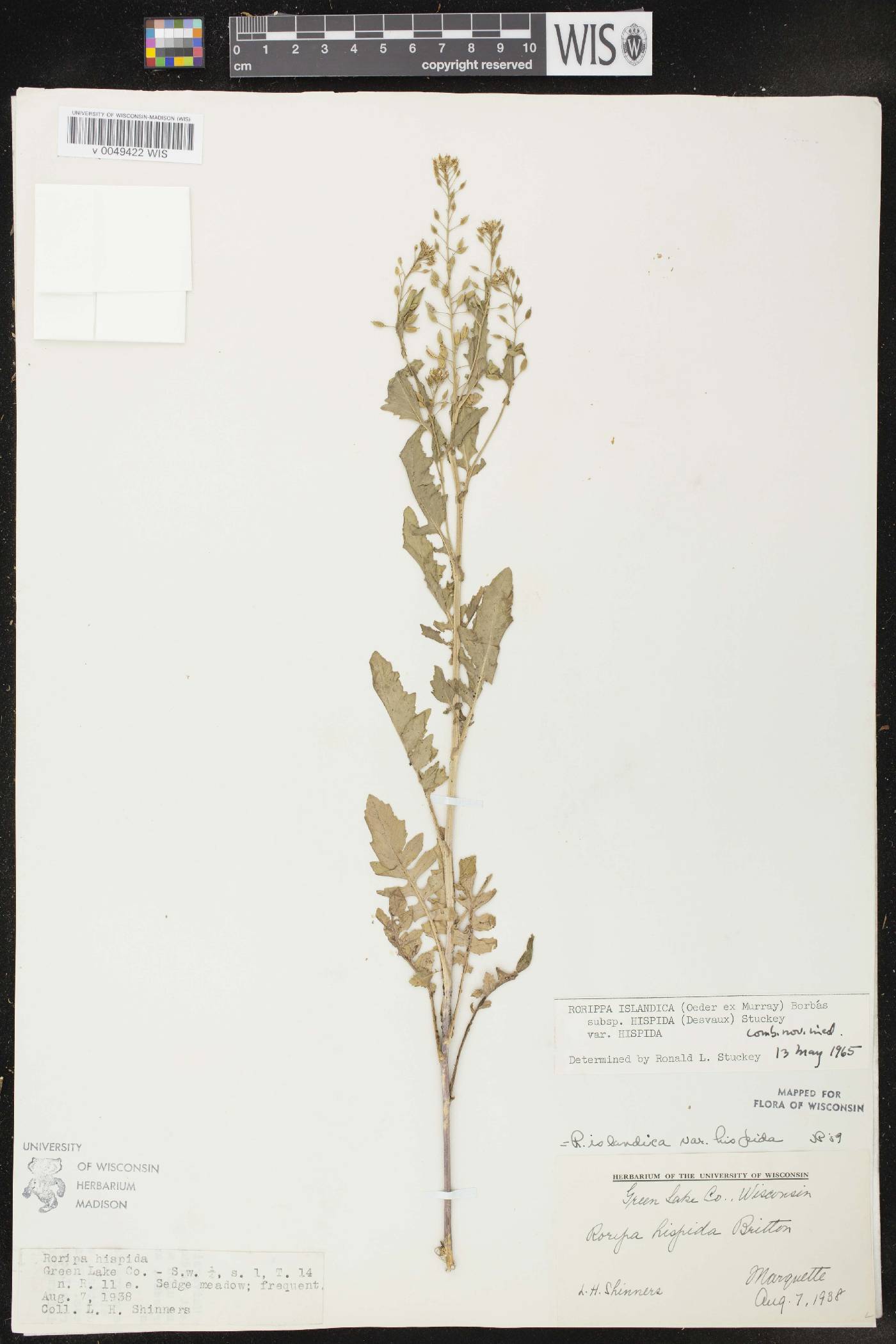 Rorippa palustris subsp. hispida image