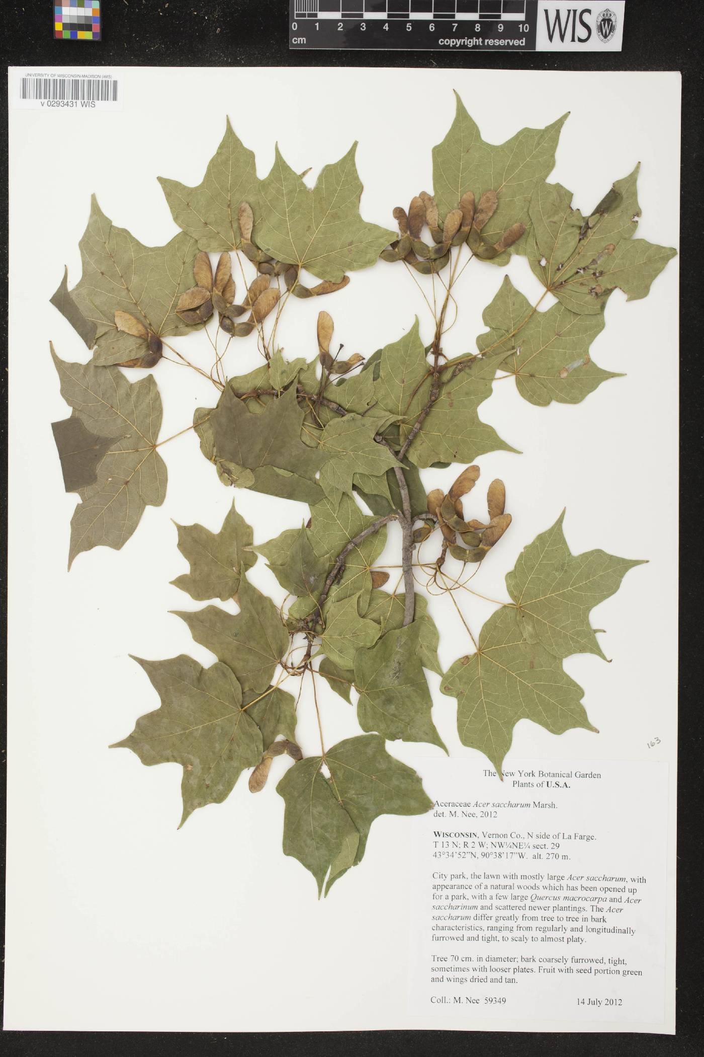 Acer saccharum image