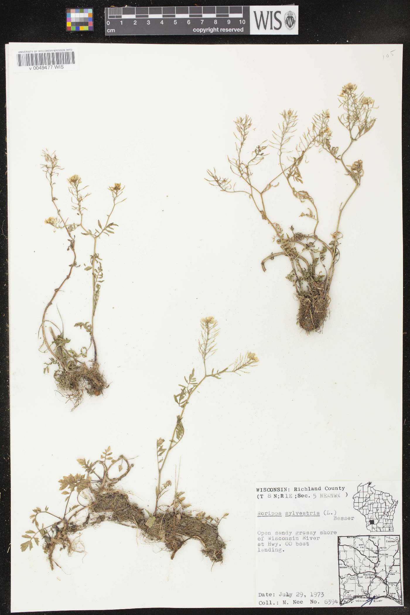 Rorippa sylvestris image
