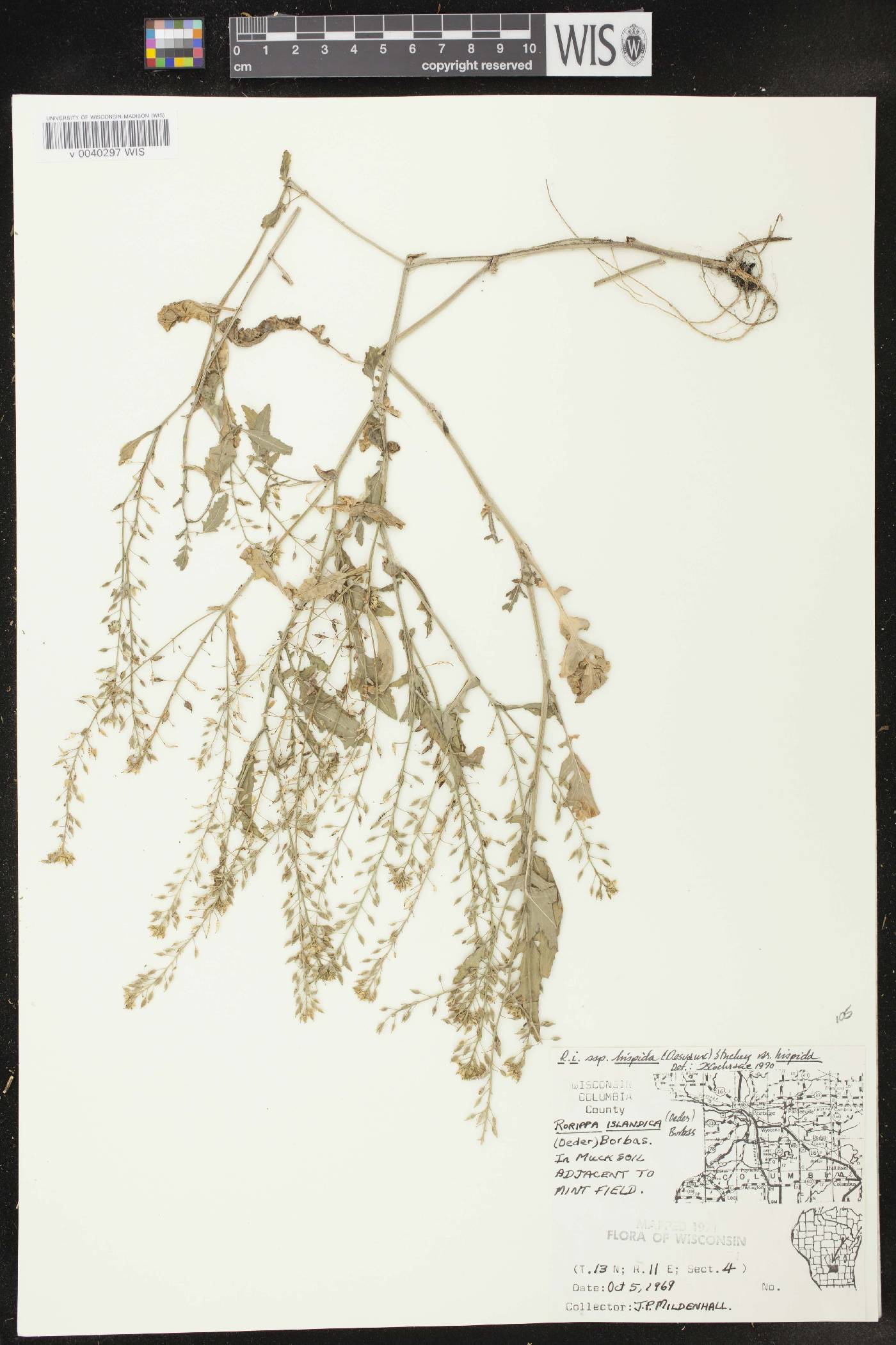 Rorippa palustris subsp. hispida image