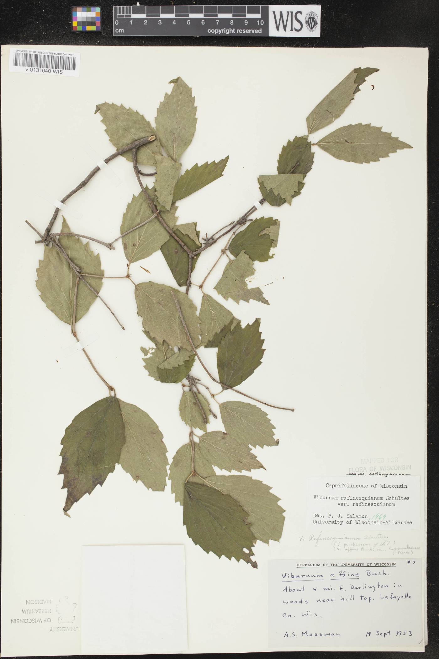 Viburnum rafinesquianum var. rafinesquianum image