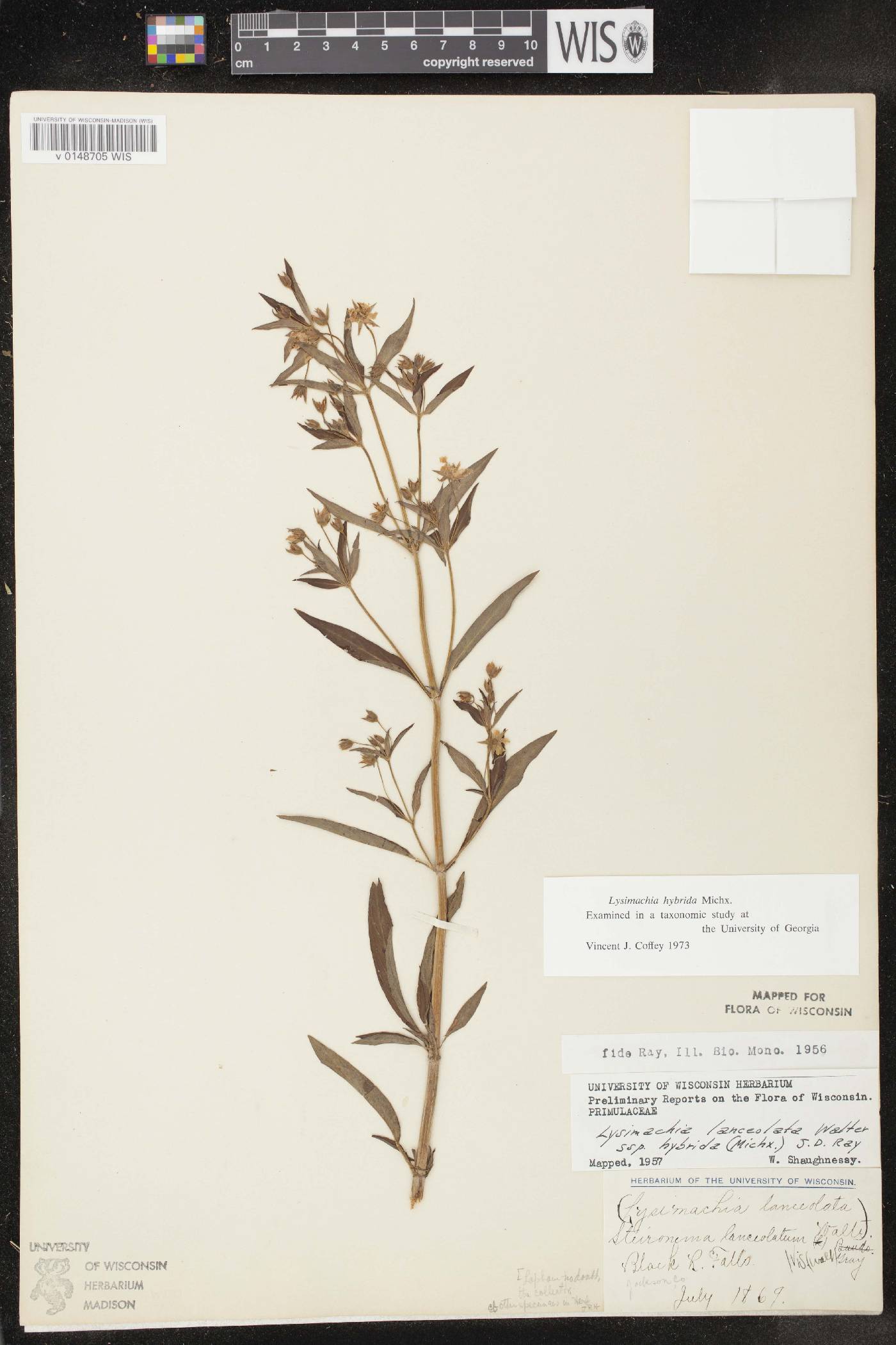 Lysimachia hybrida image