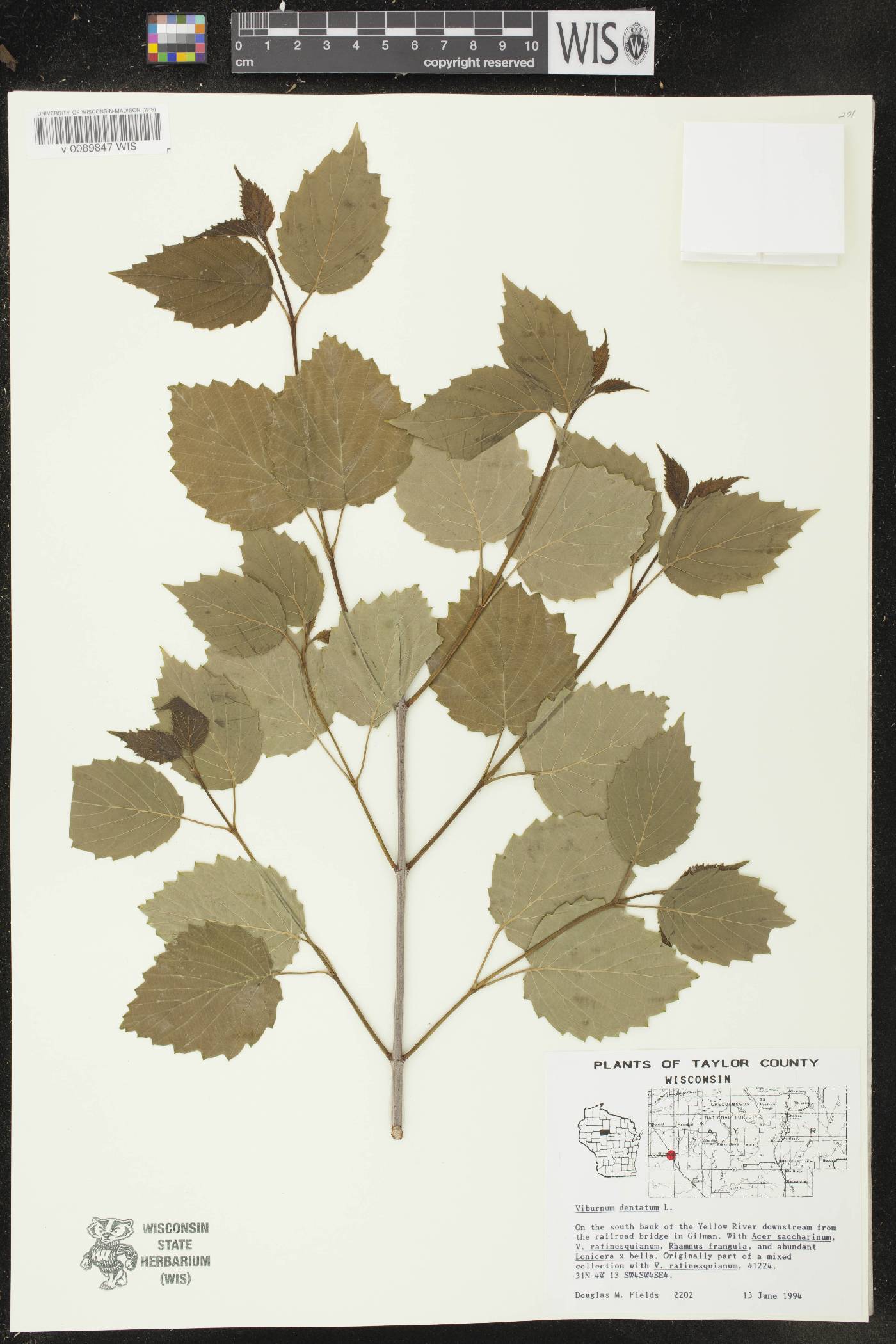 Viburnum dentatum image