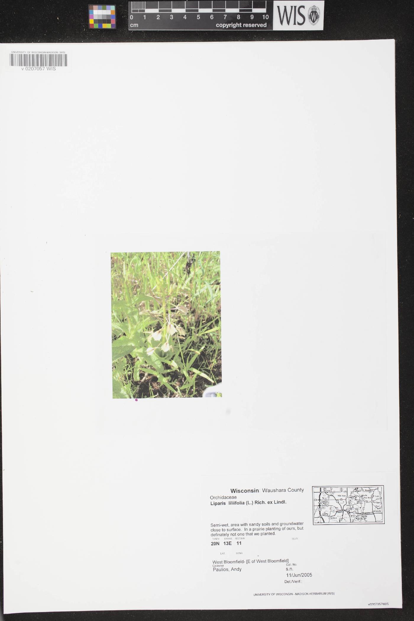 Liparis liliifolia image
