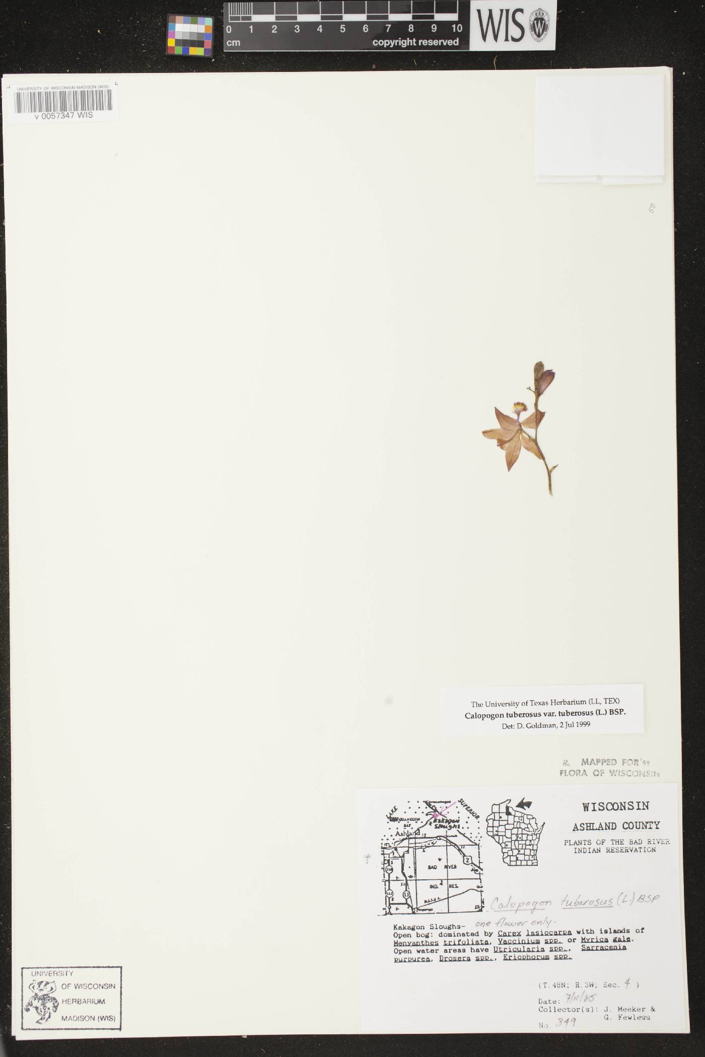 Calopogon tuberosus var. tuberosus image