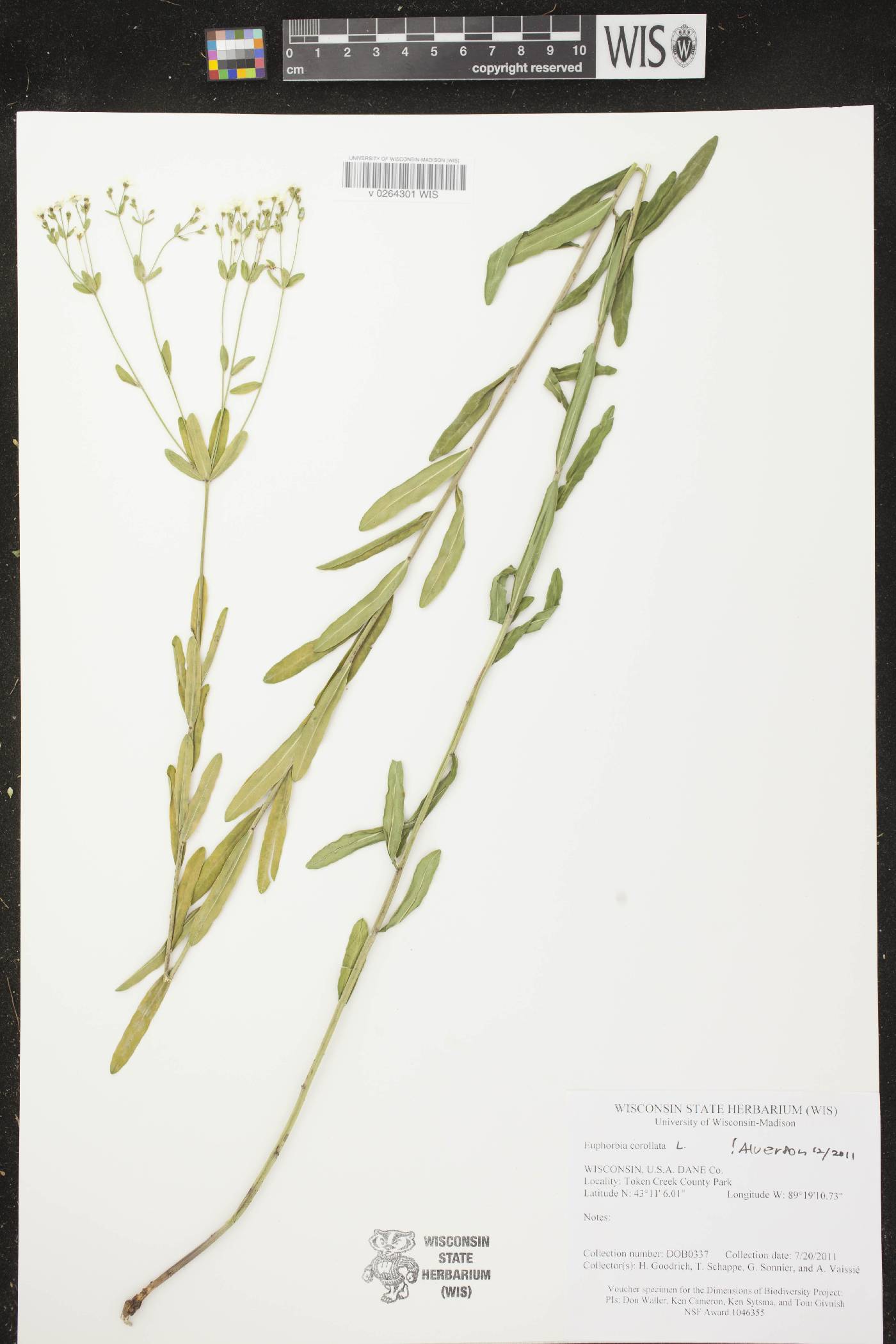 Euphorbia corollata image