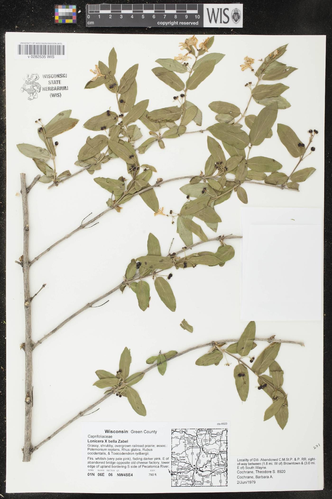 Lonicera X bella image