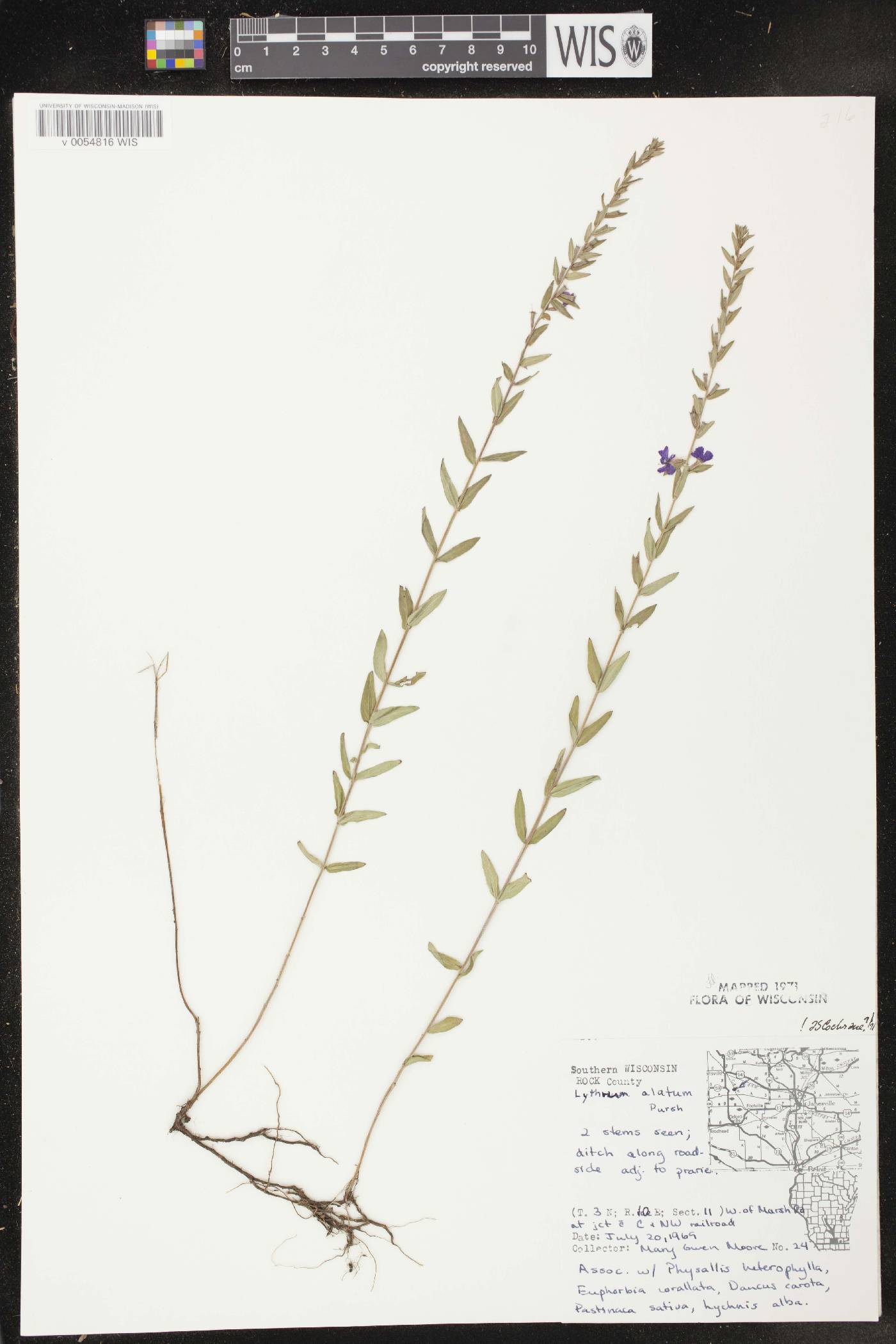 Lythrum alatum var. alatum image