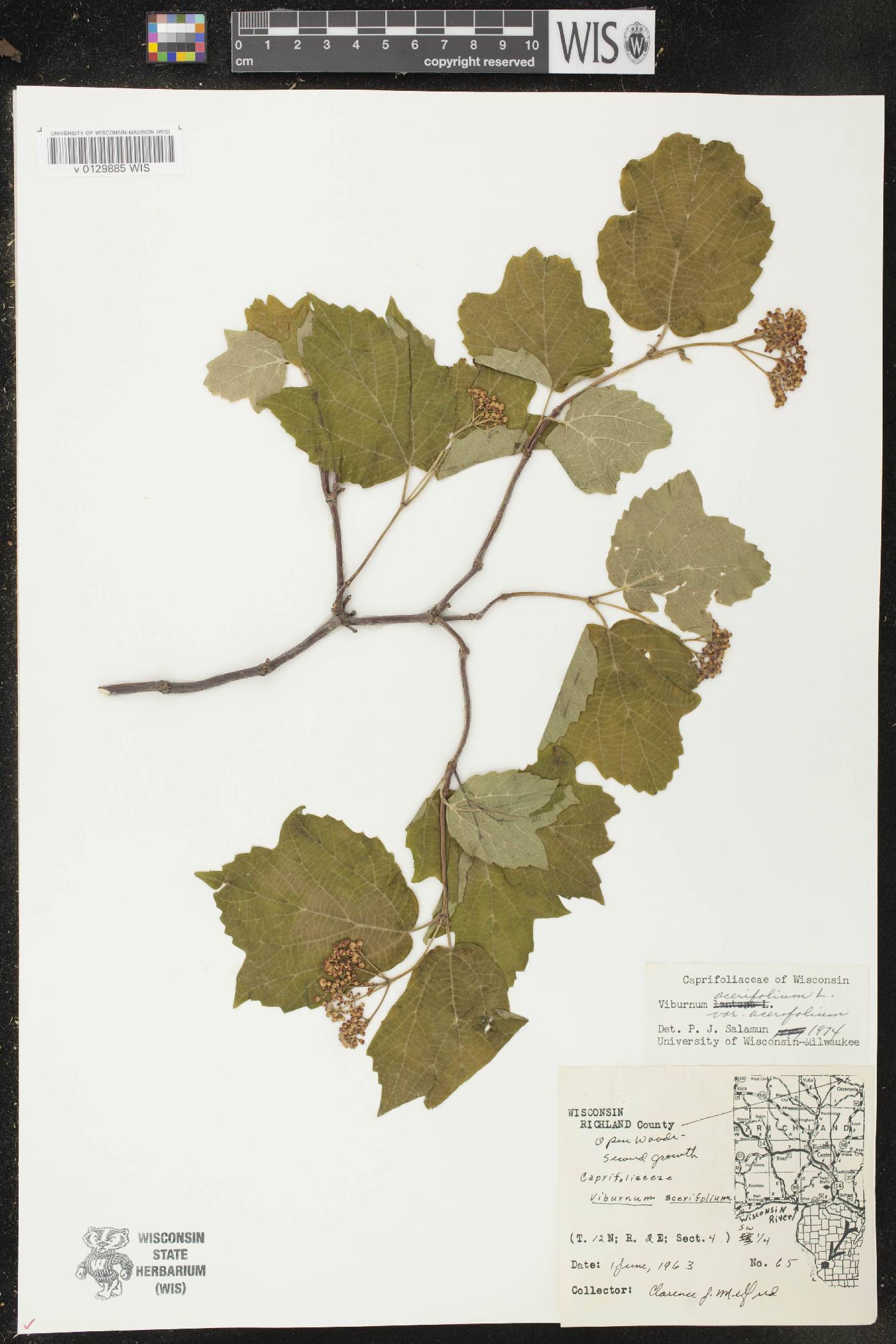 Viburnum acerifolium image