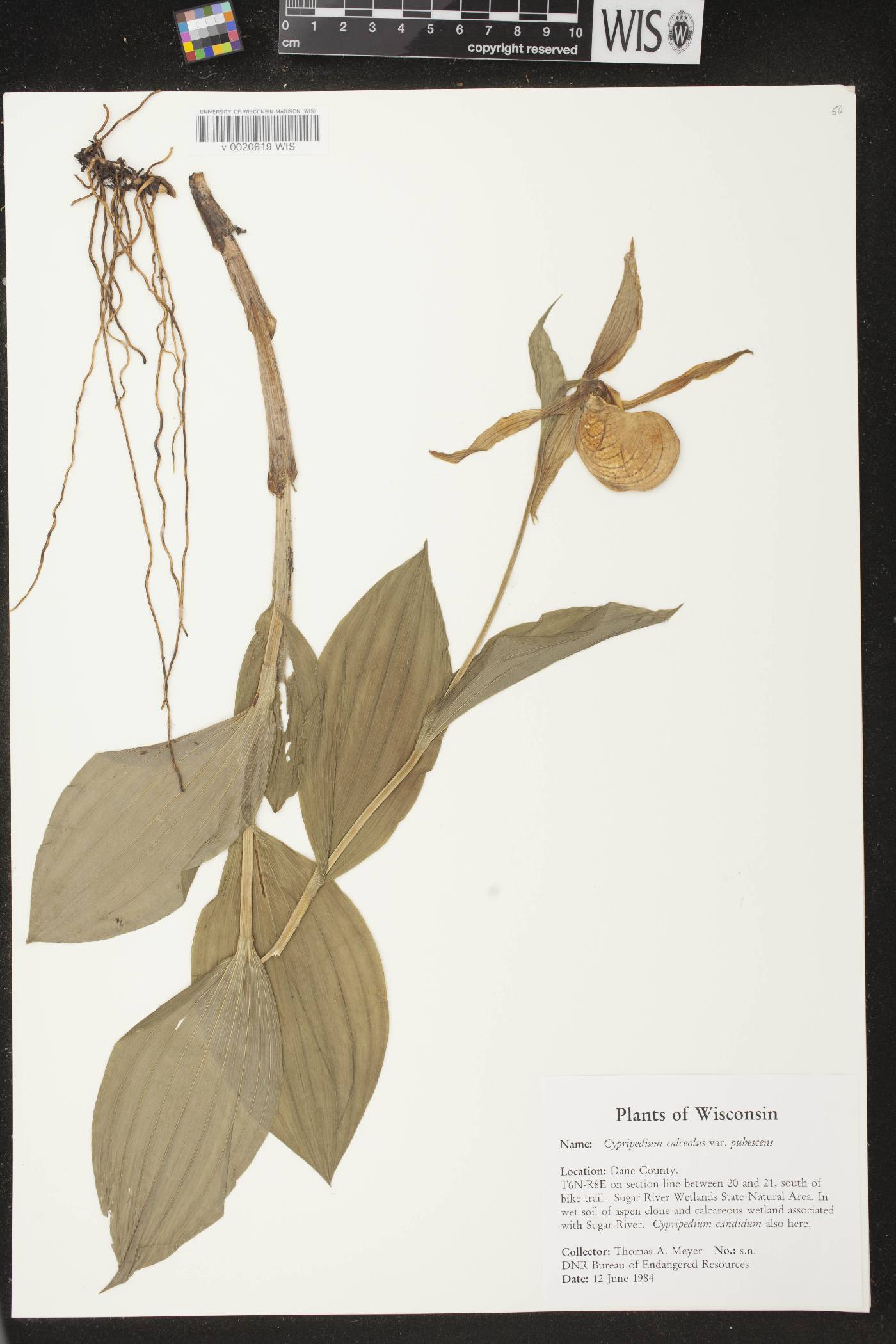 Cypripedium parviflorum image