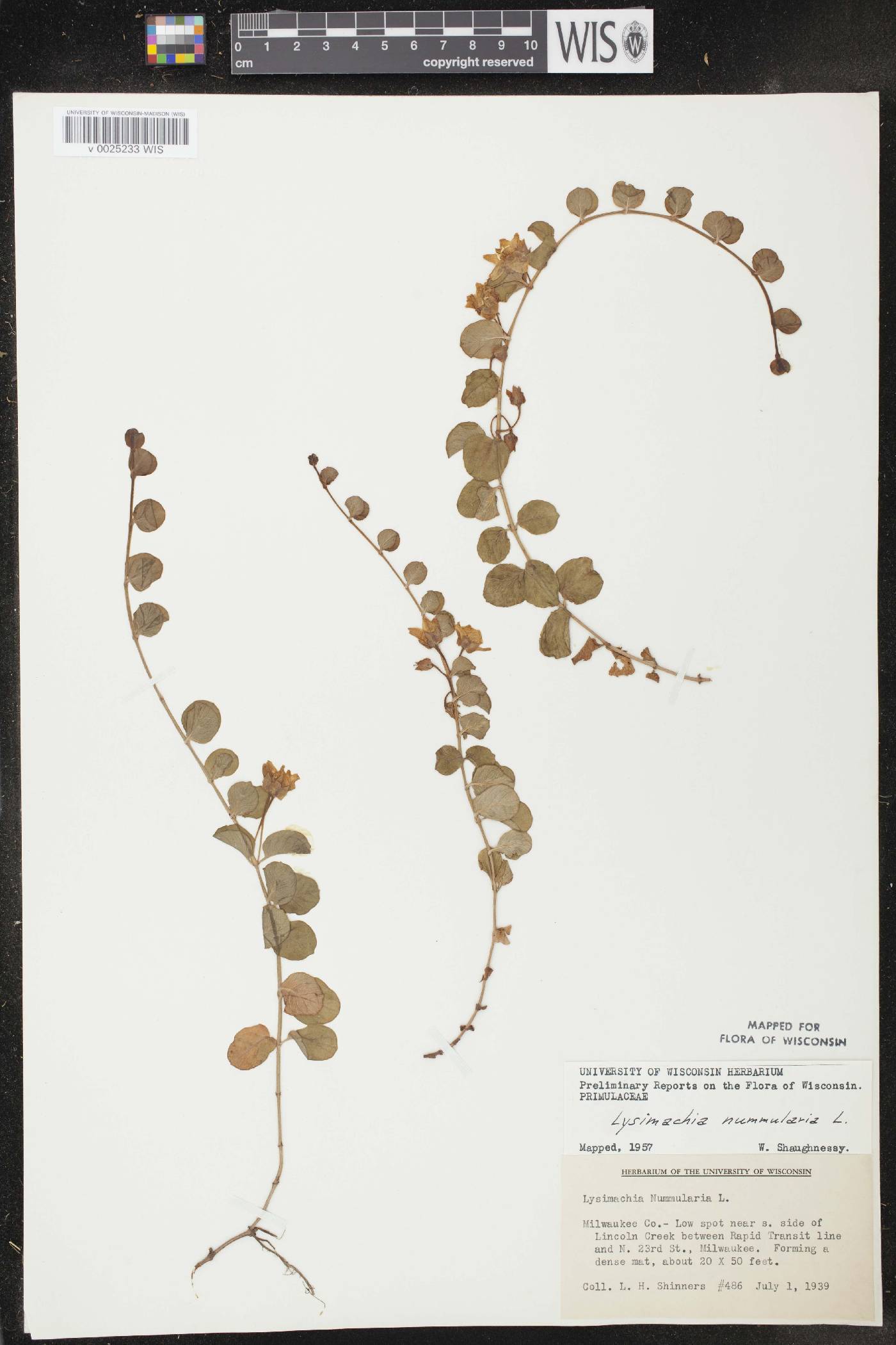 Lysimachia nummularia image