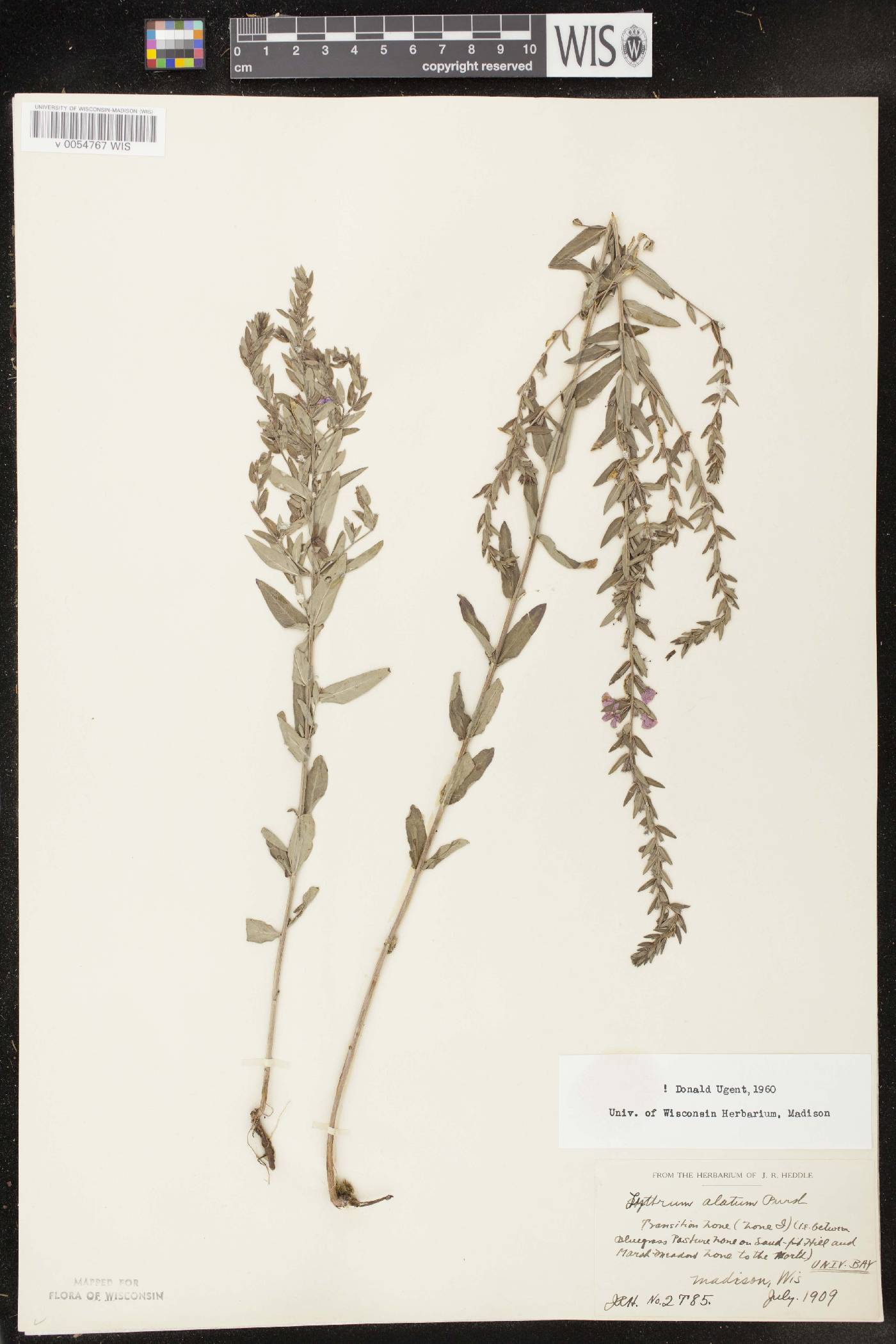 Lythrum alatum var. alatum image