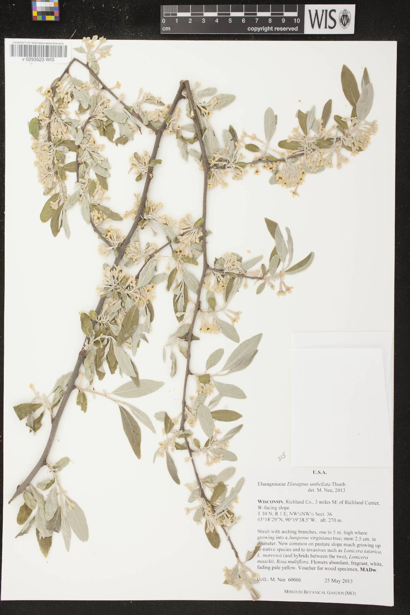 Elaeagnus umbellata image