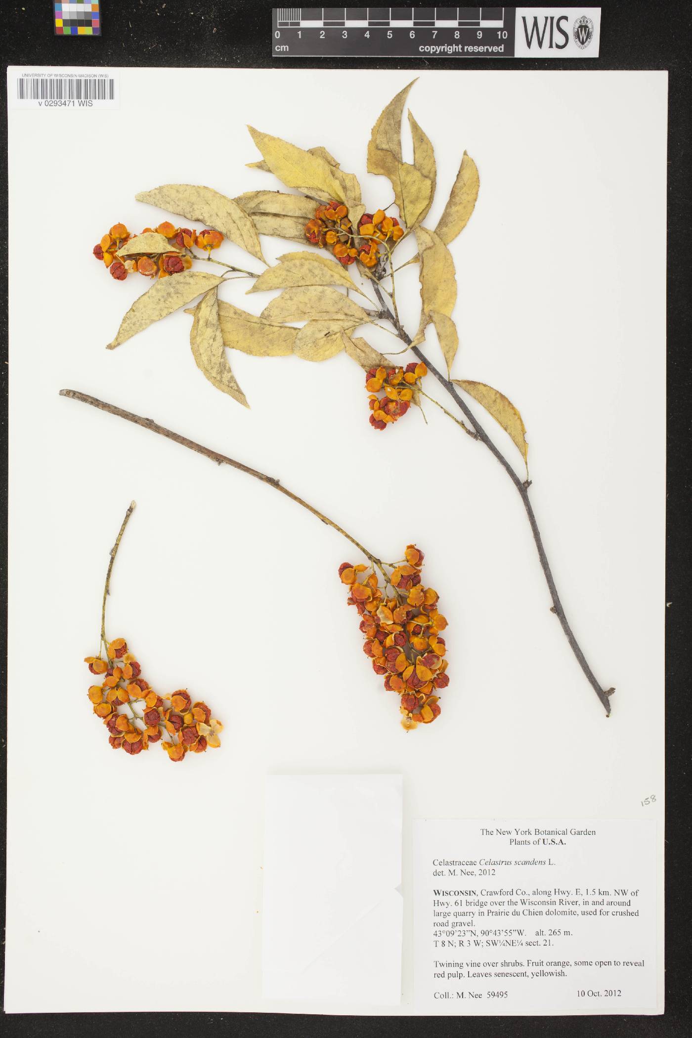 Celastrus scandens image