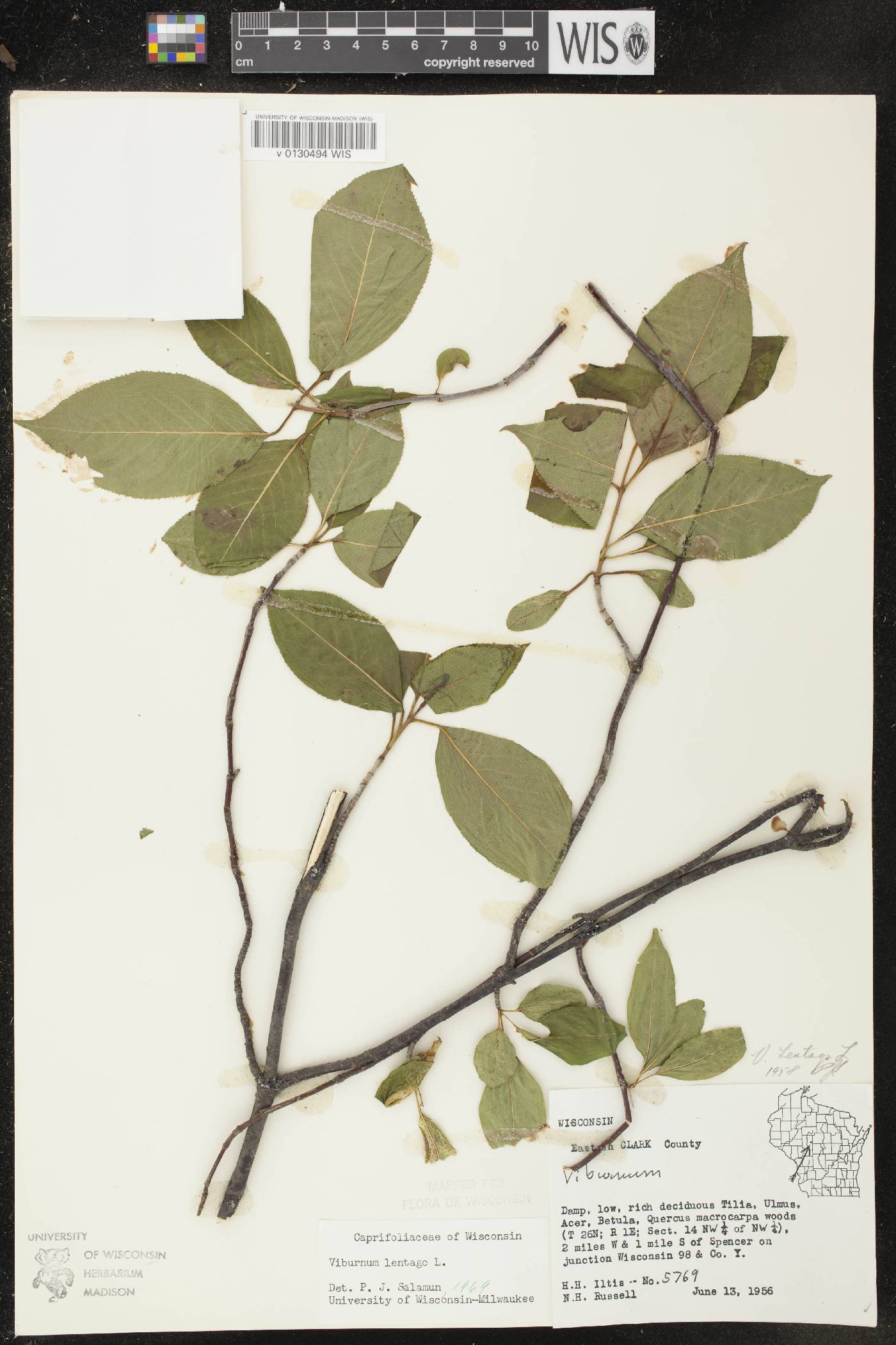 Viburnum lentago image