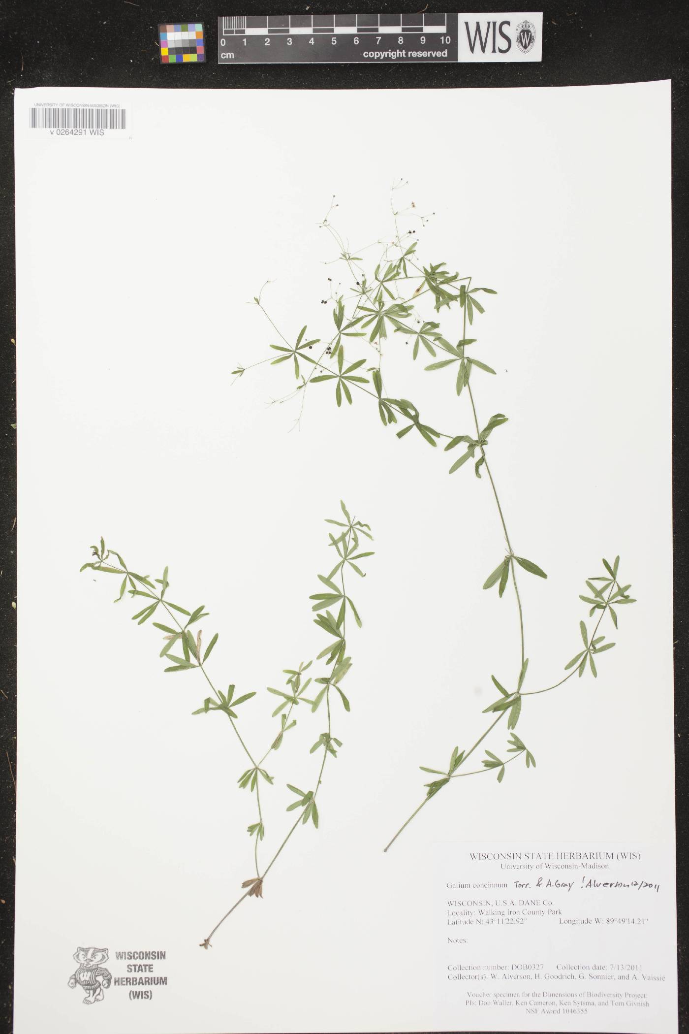 Galium concinnum image