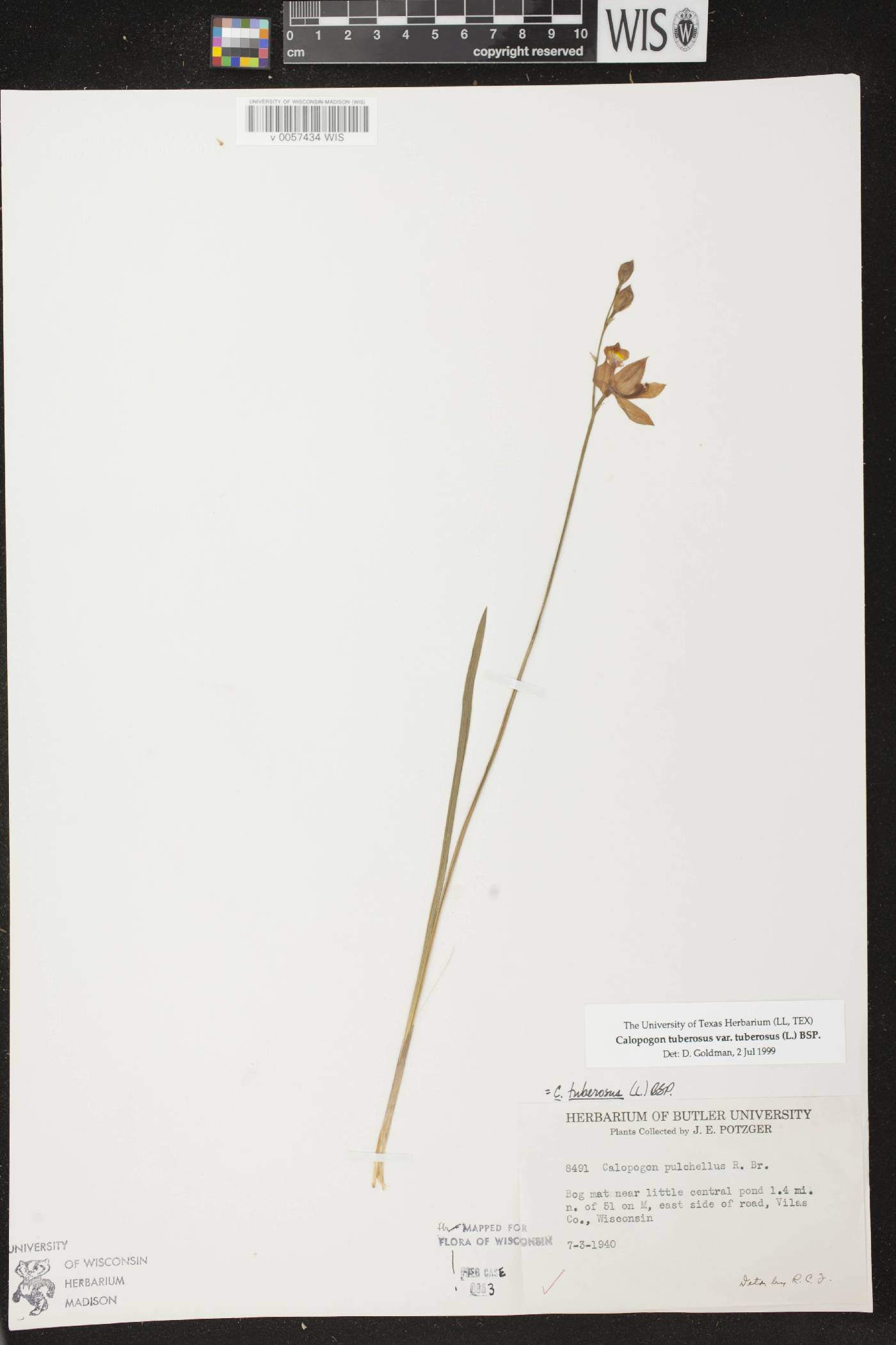 Calopogon tuberosus var. tuberosus image