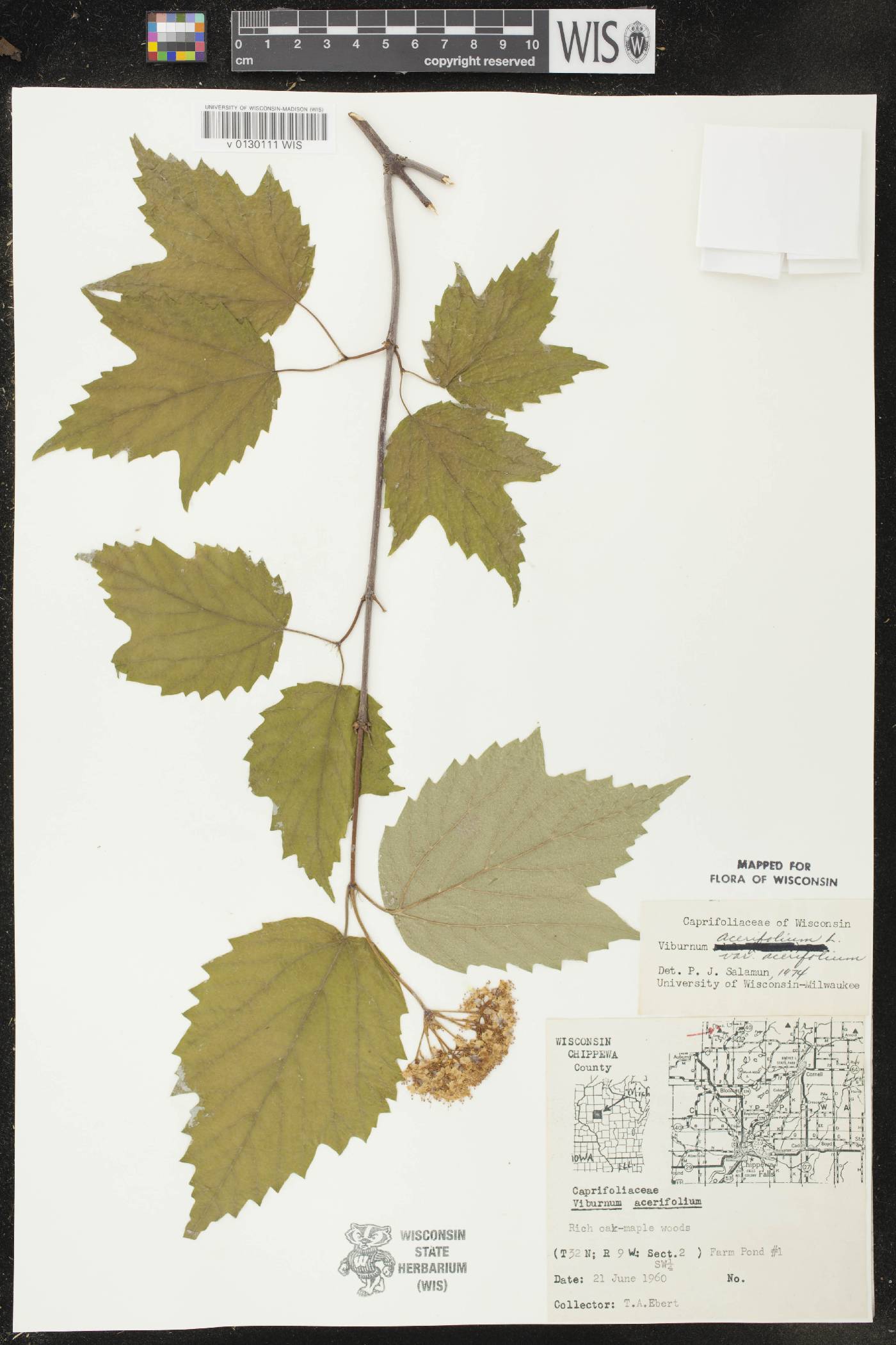 Viburnum acerifolium image