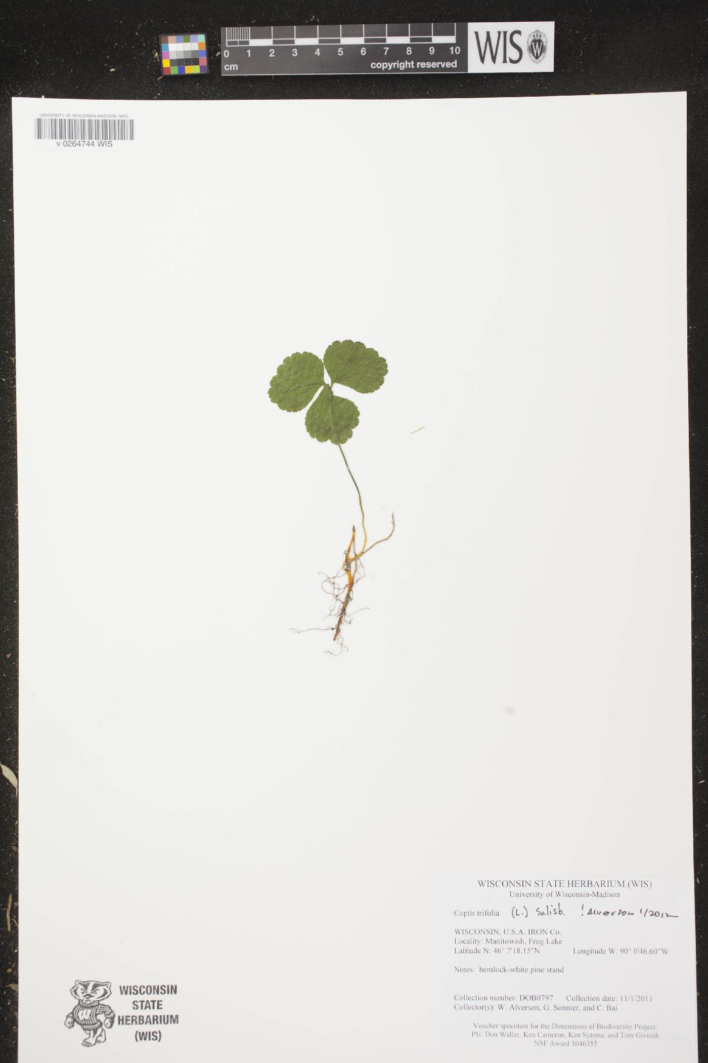 Coptis trifolia image
