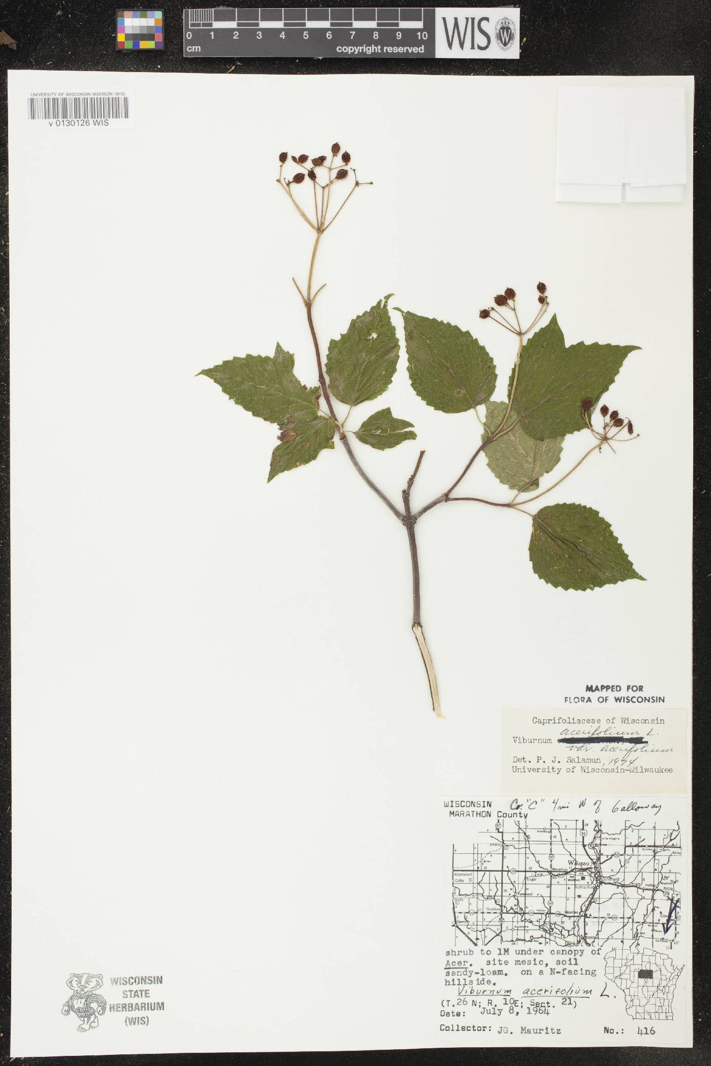 Viburnum acerifolium image