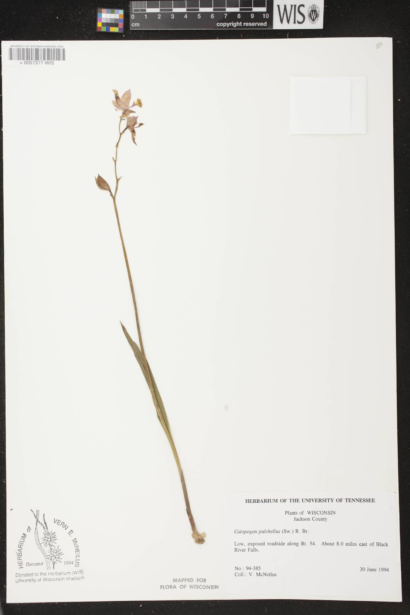 Calopogon tuberosus var. tuberosus image