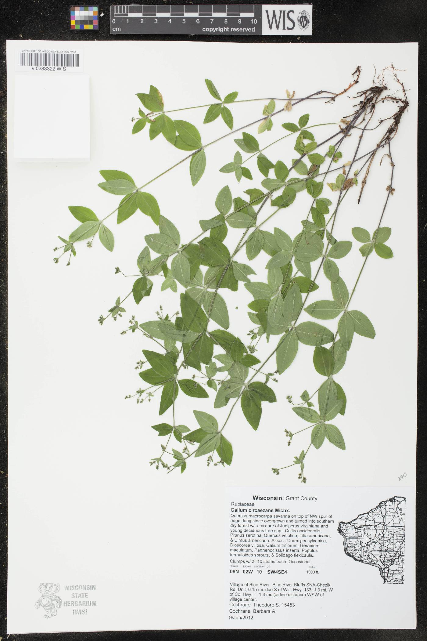 Galium circaezans image
