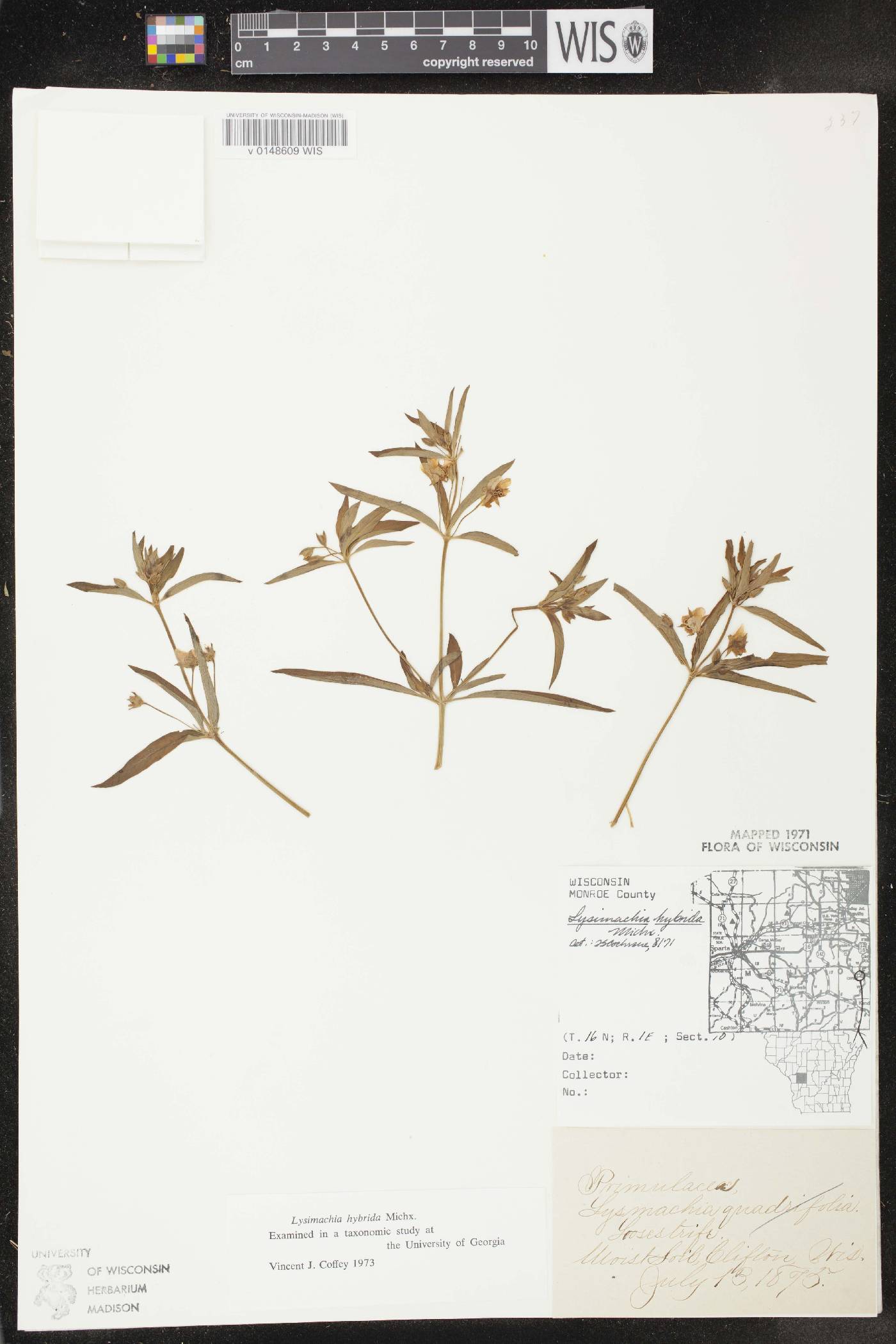 Lysimachia hybrida image