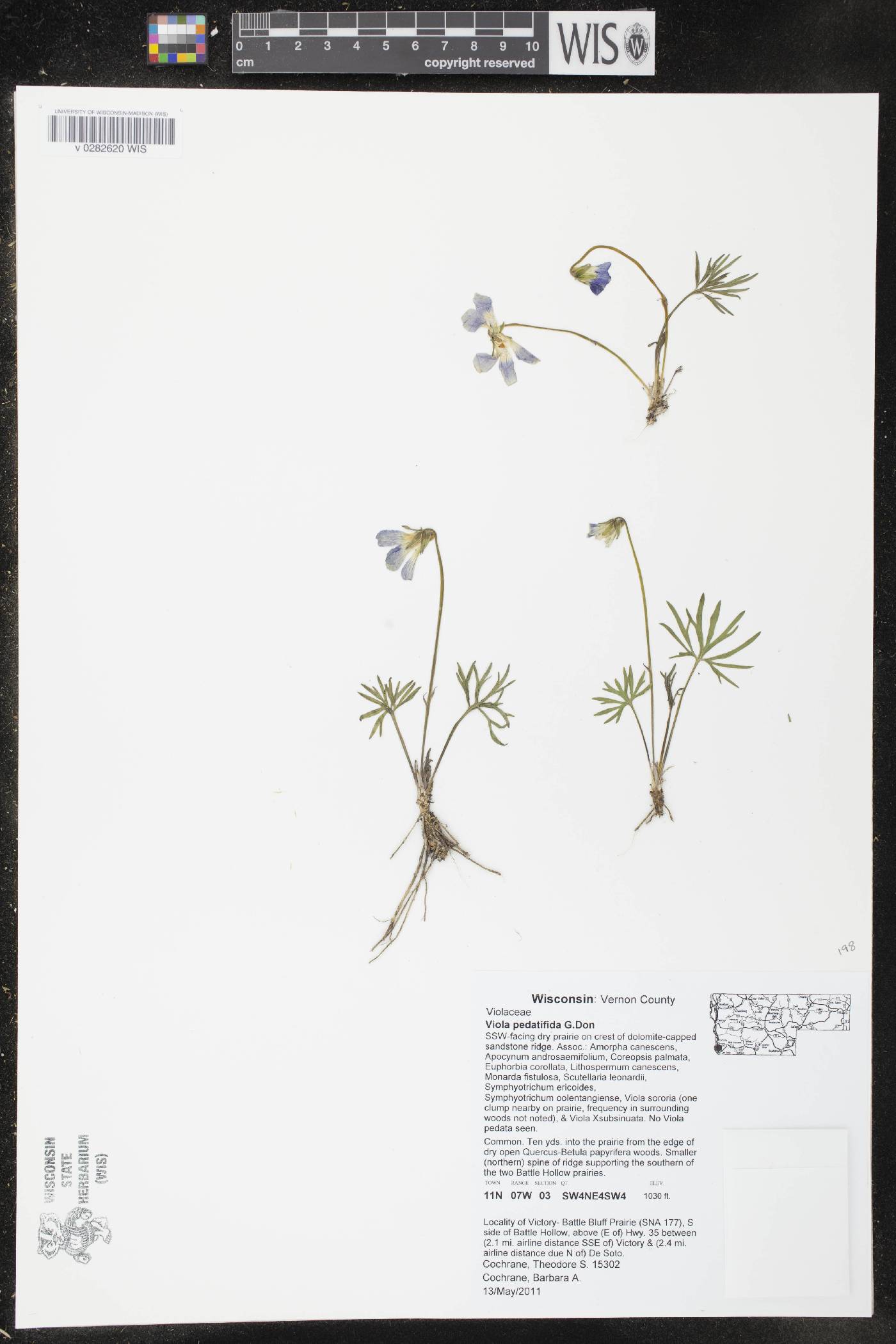 Viola pedatifida image