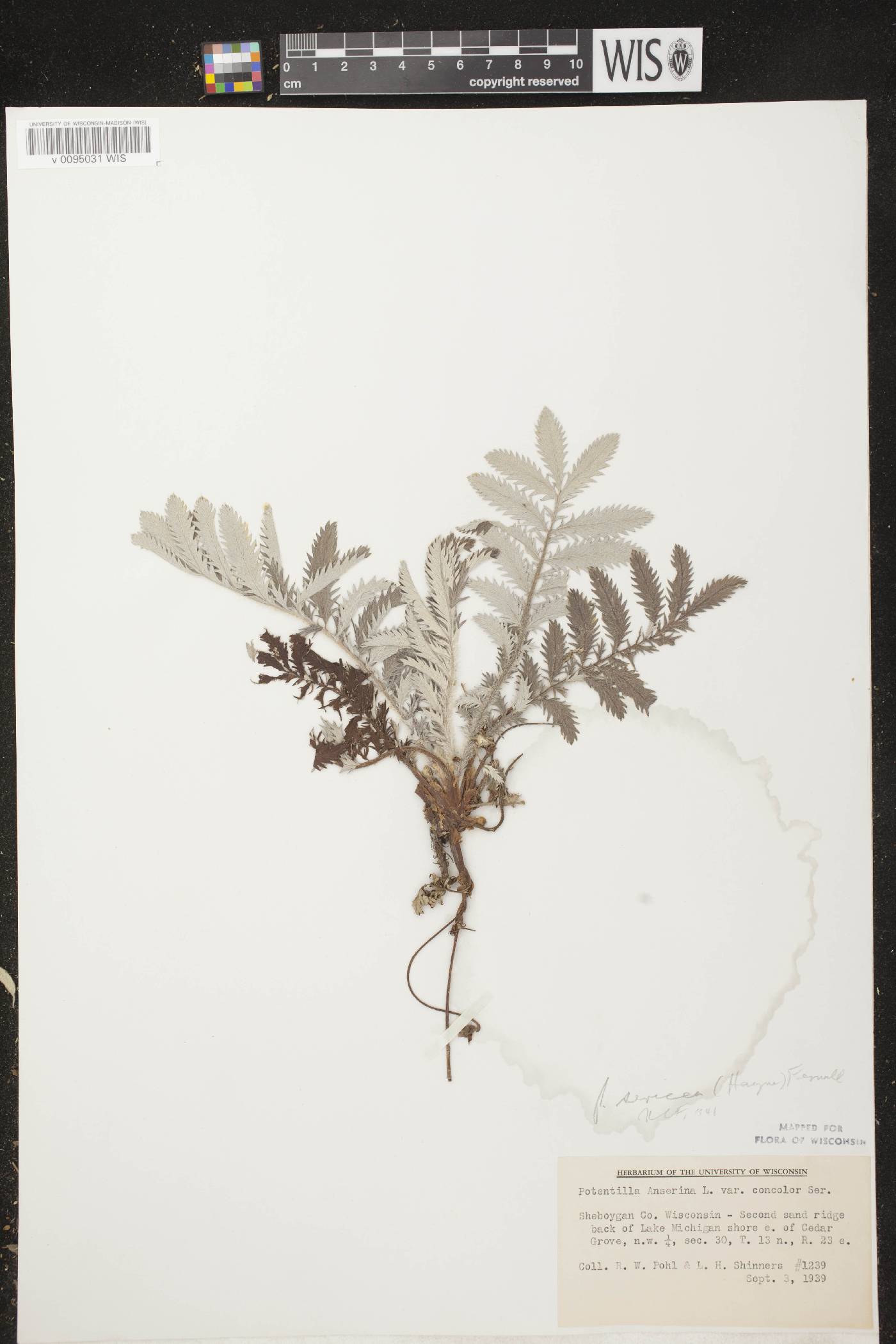Potentilla anserina subsp. anserina image