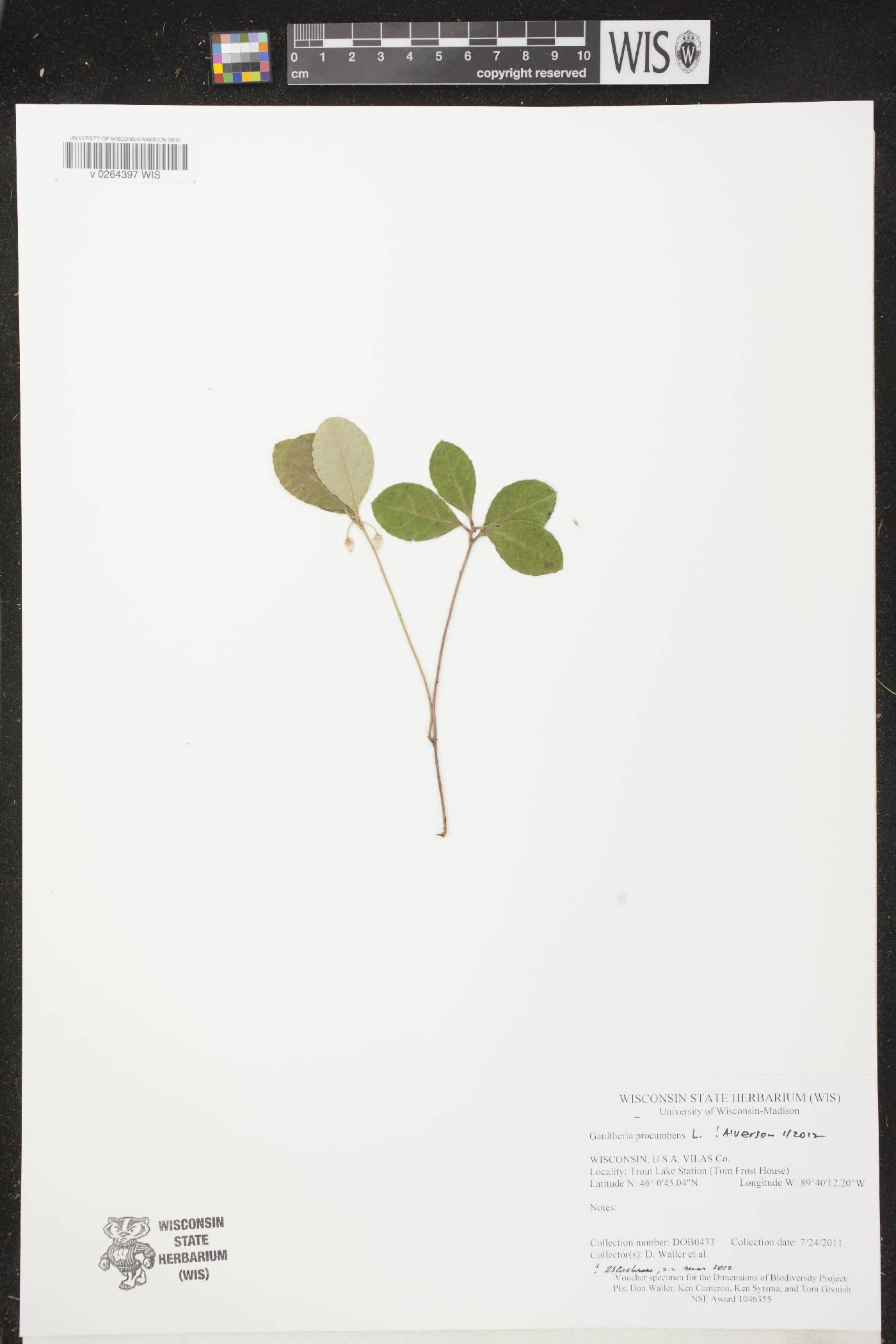 Gaultheria procumbens image