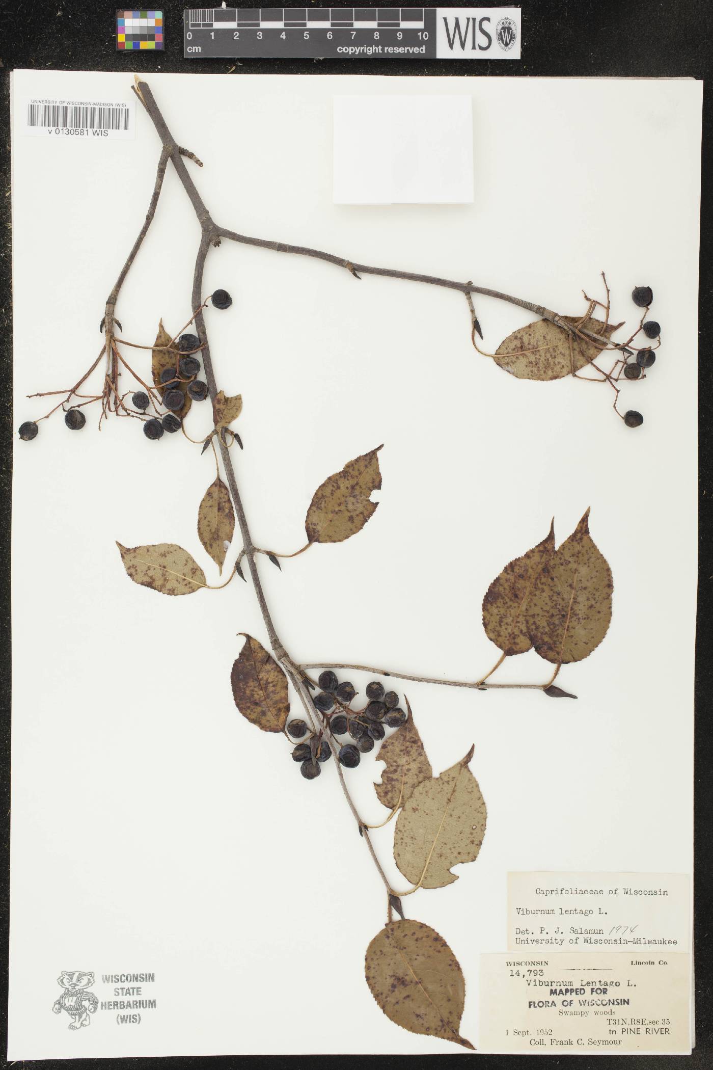 Viburnum lentago image