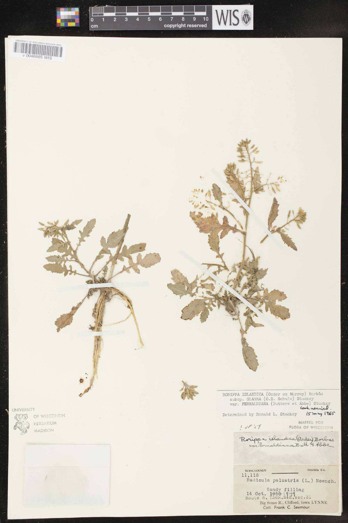 Rorippa palustris subsp. palustris image