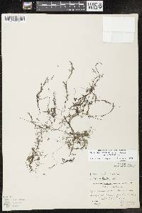 Image of Najas guadalupensis subsp. guadalupensis