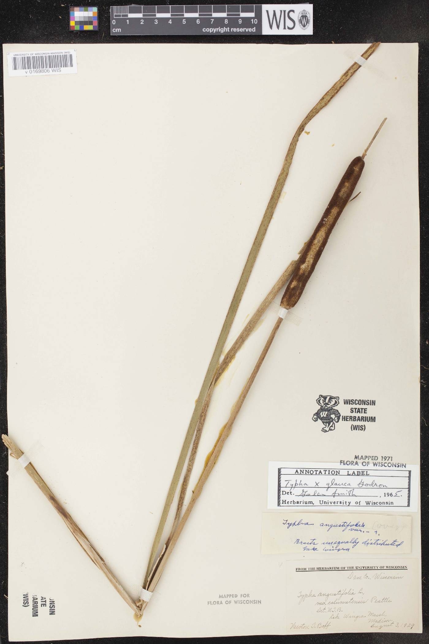 Typha X glauca image