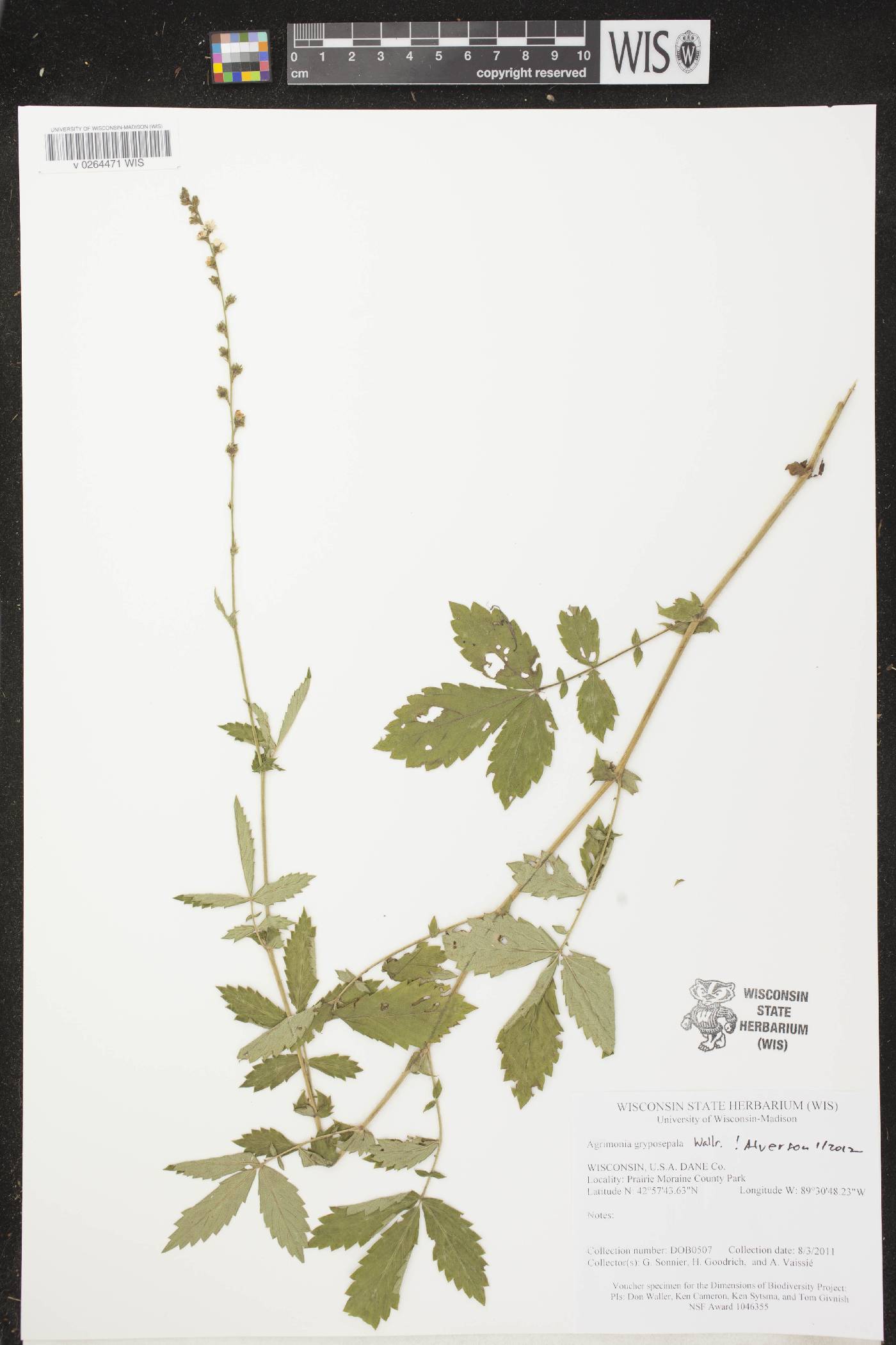 Agrimonia gryposepala image