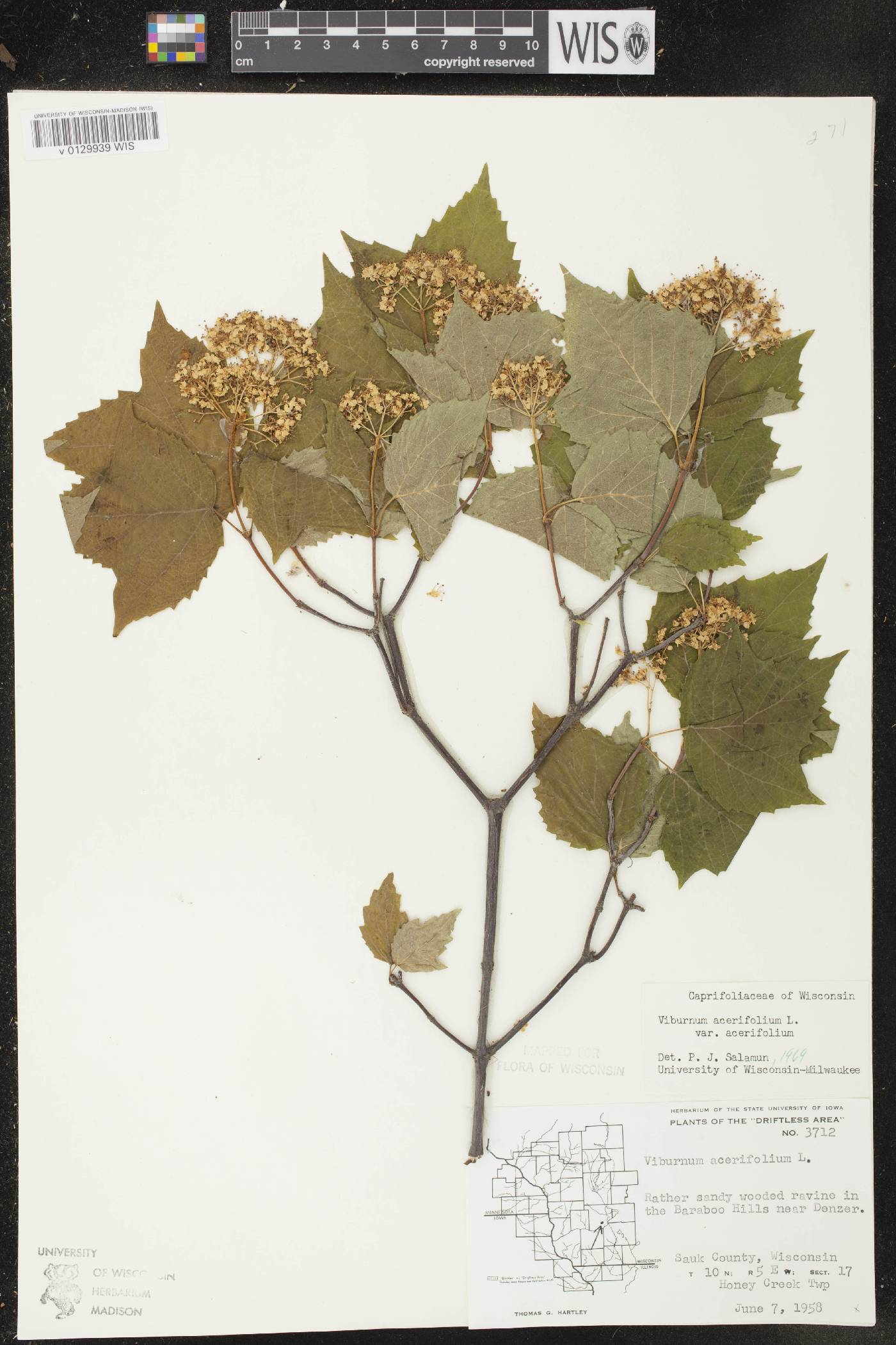Viburnum acerifolium image