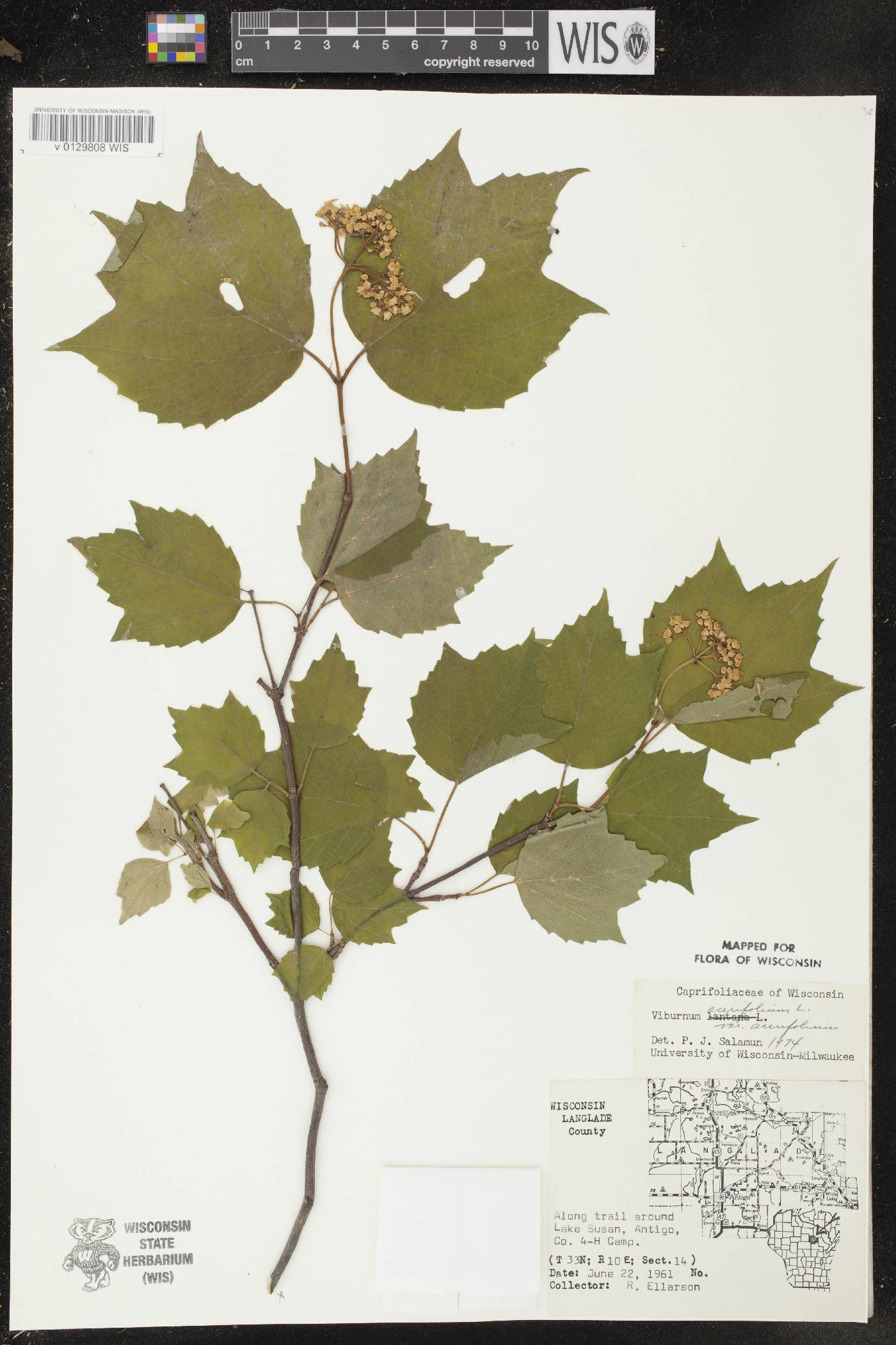 Viburnum acerifolium image
