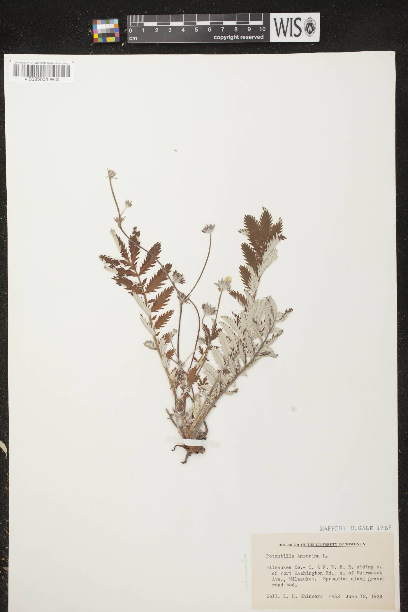 Potentilla anserina subsp. anserina image