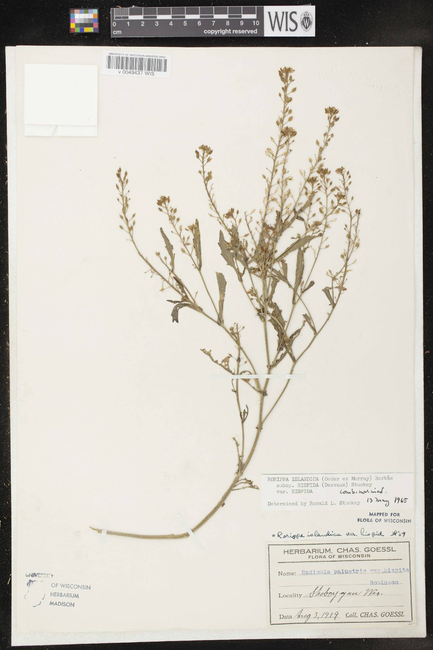 Rorippa palustris subsp. hispida image