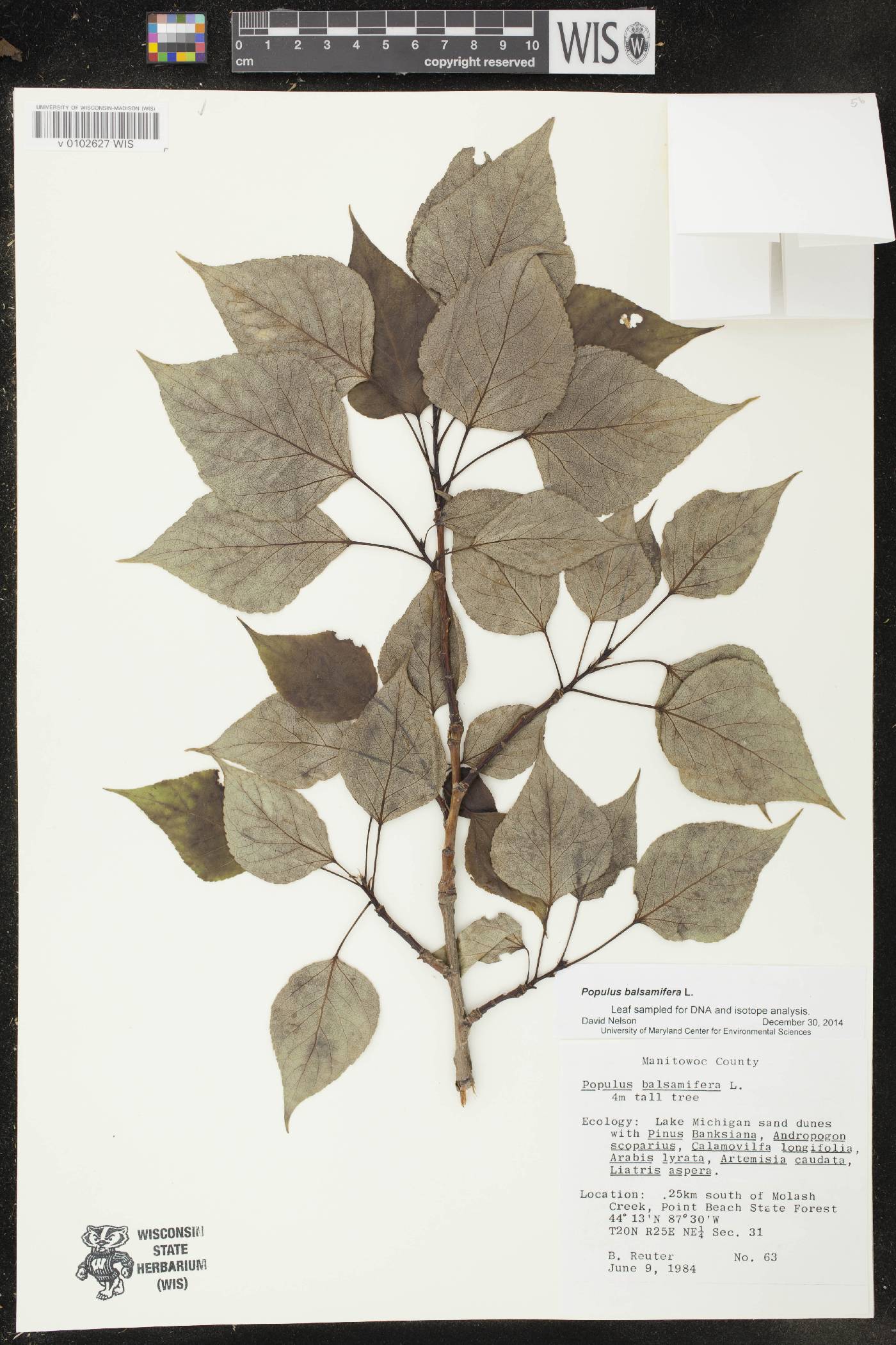 Populus balsamifera image