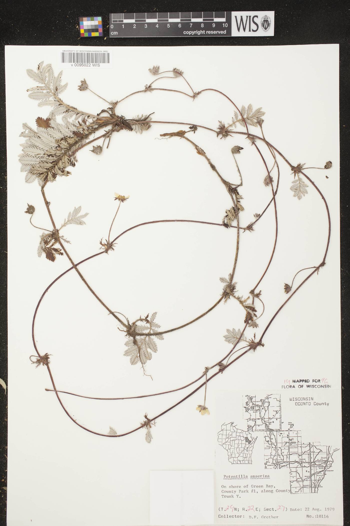 Potentilla anserina subsp. anserina image