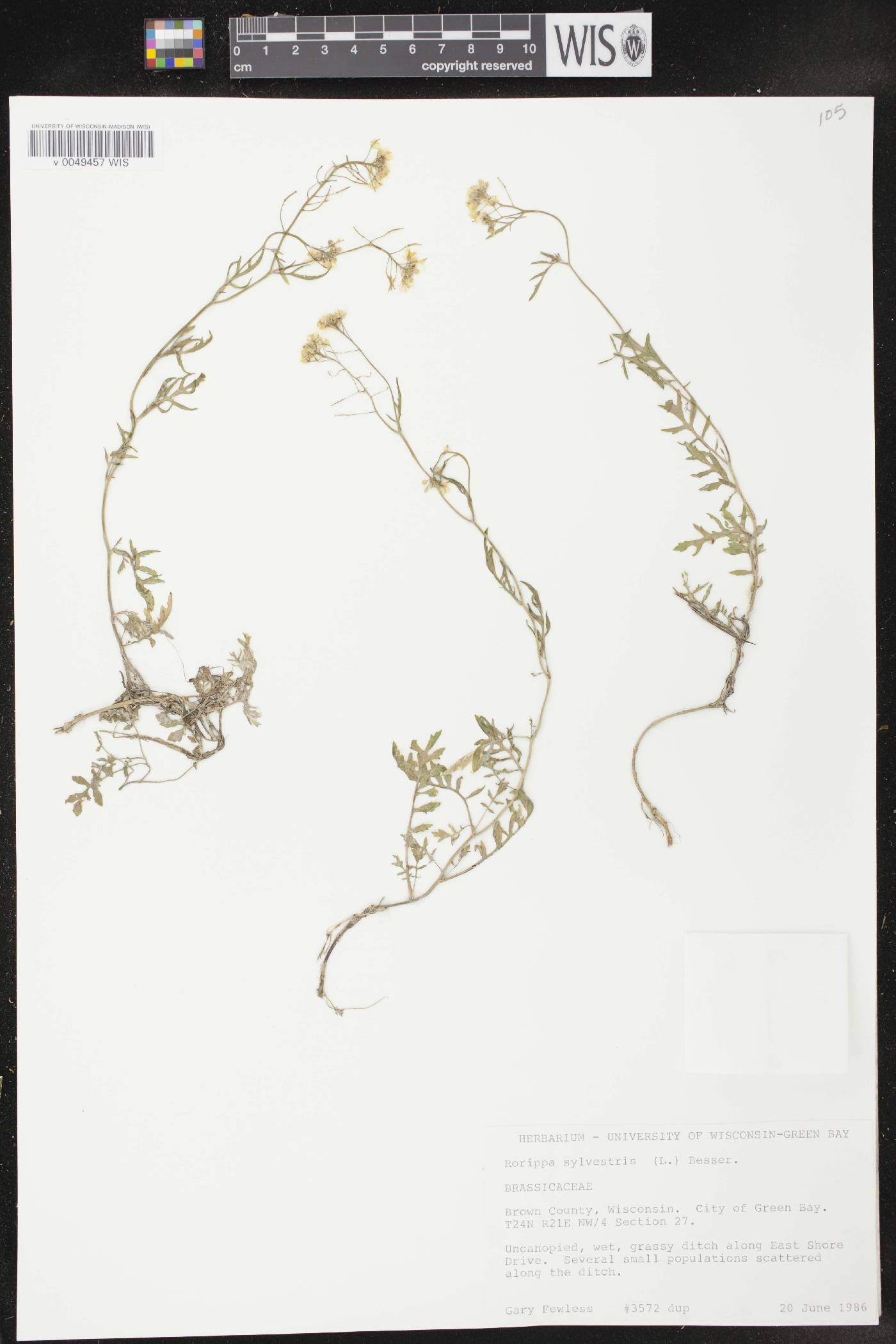 Rorippa sylvestris image