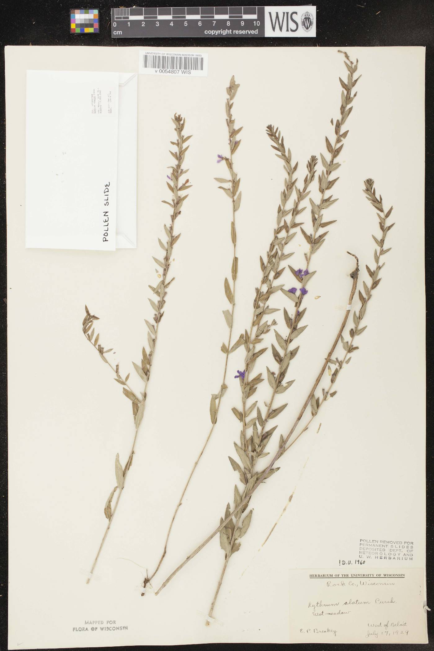 Lythrum alatum var. alatum image