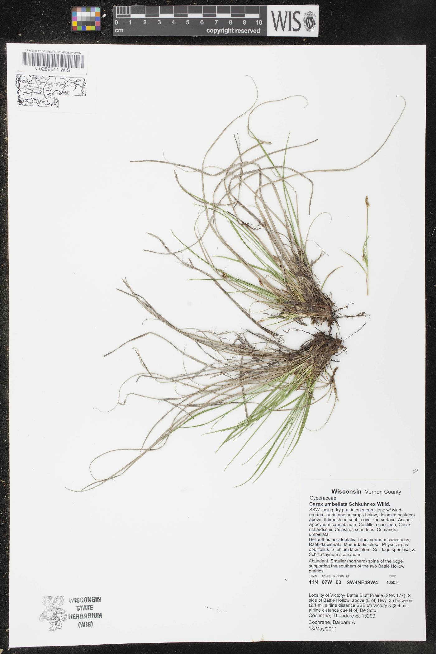 Carex umbellata image