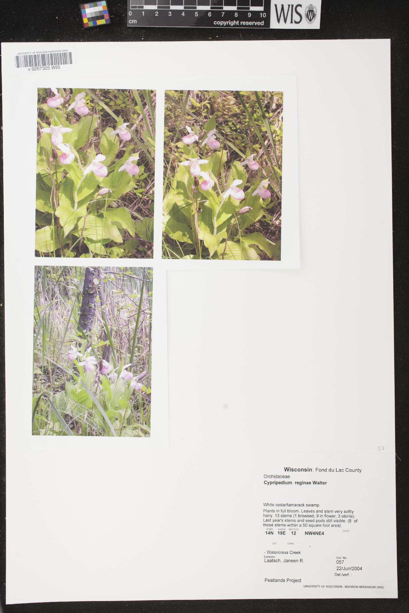 Cypripedium reginae image