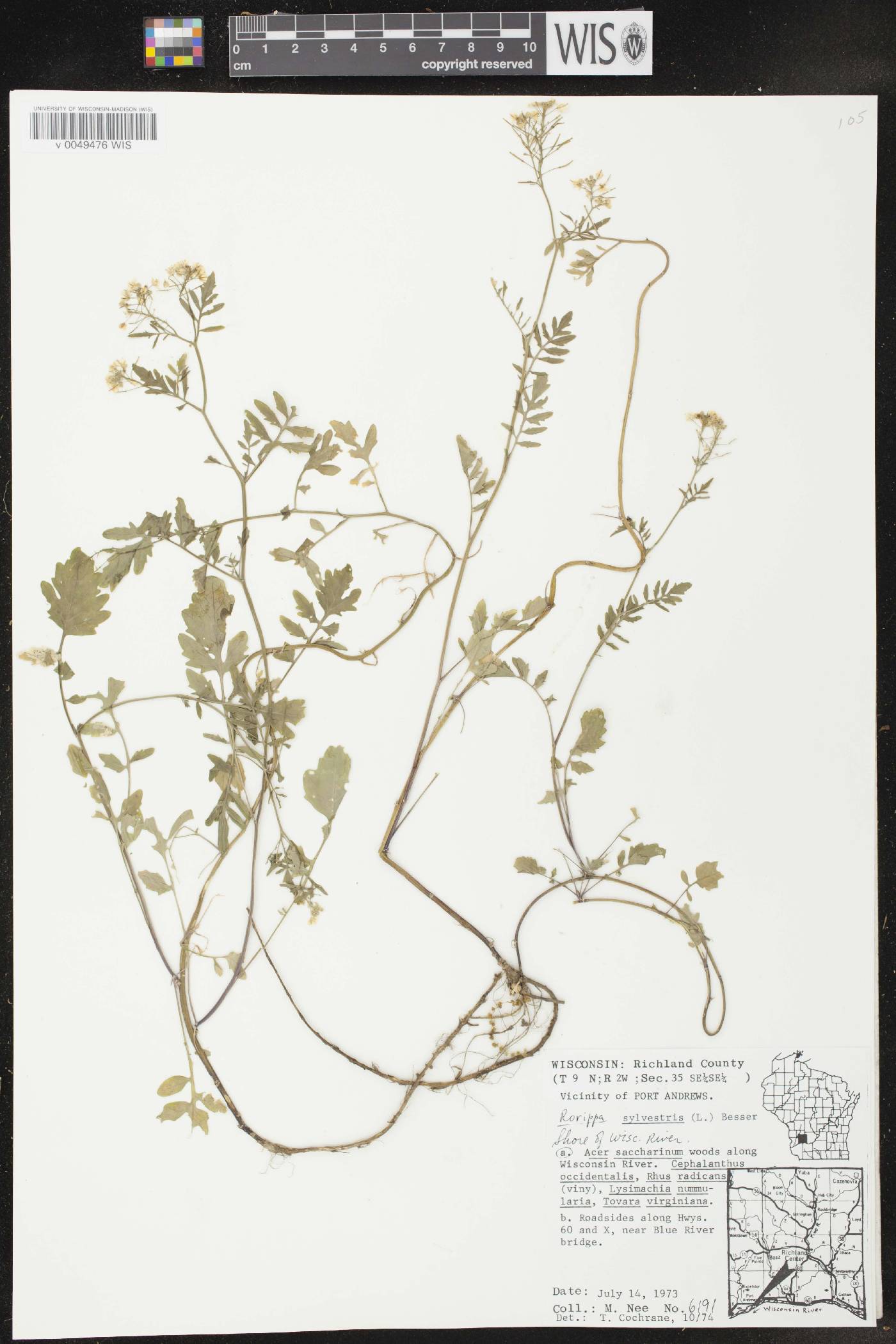Rorippa sylvestris image